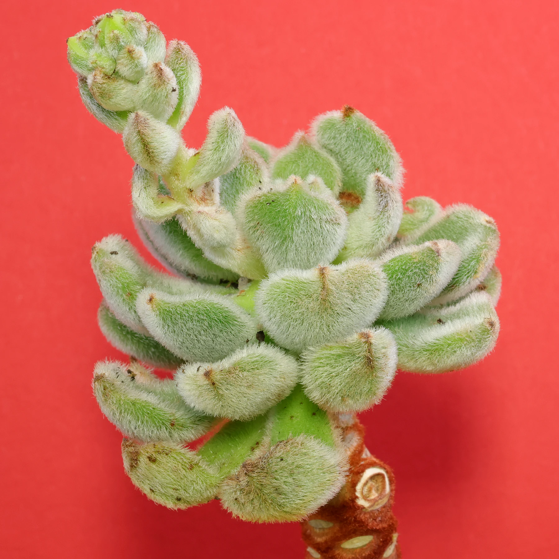 Echeveria setosa