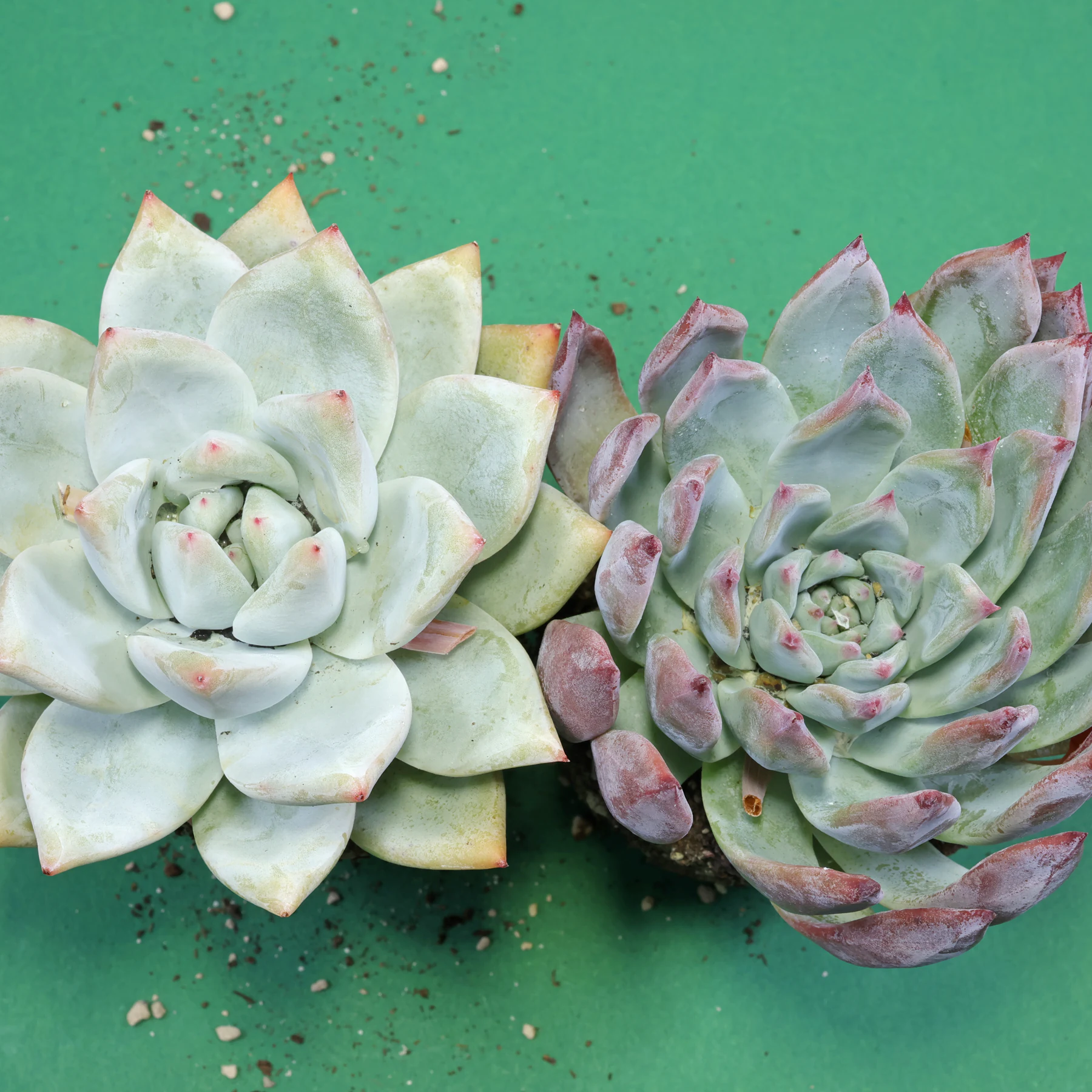 Mexican Giant Echeveria