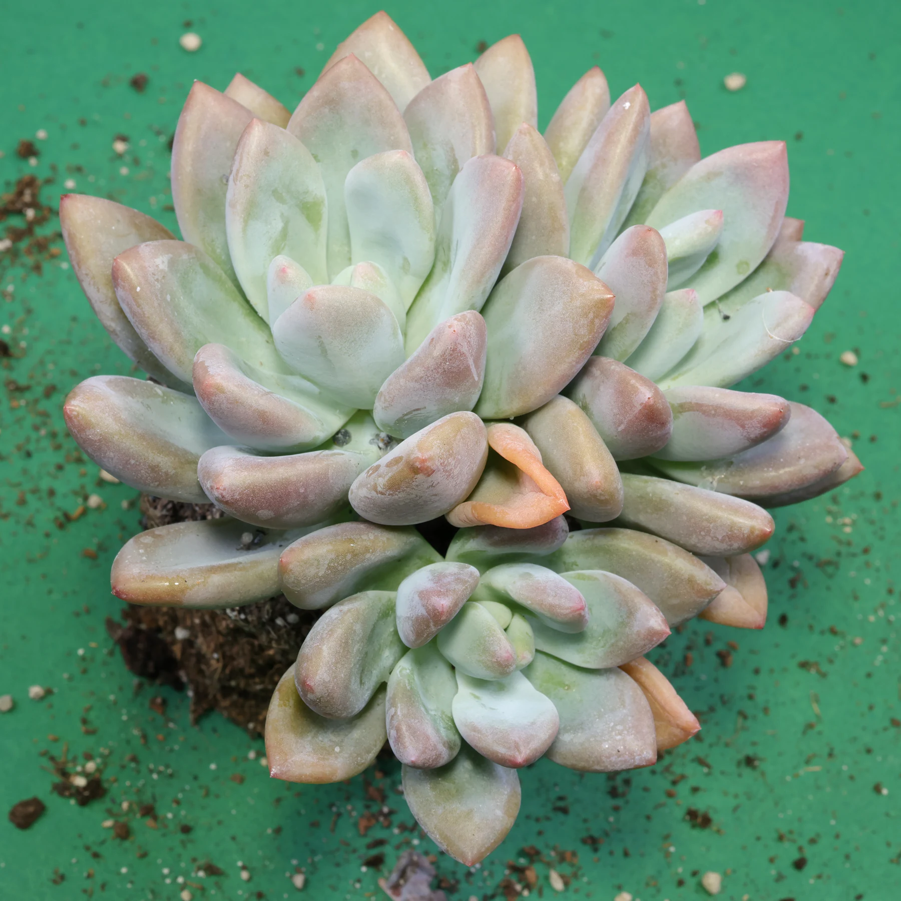 × Graptoveria Opalina