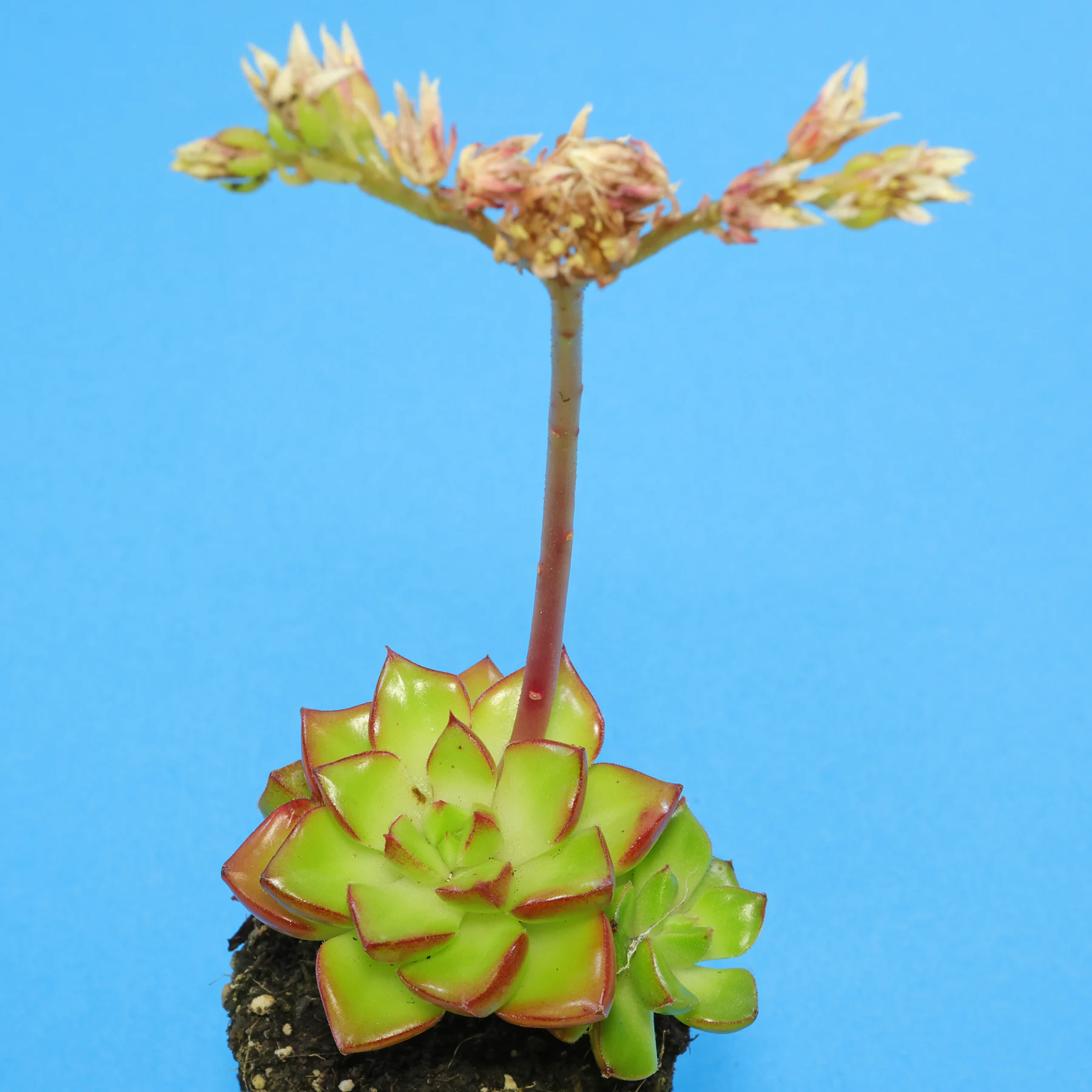 × Sedeveria Letizia