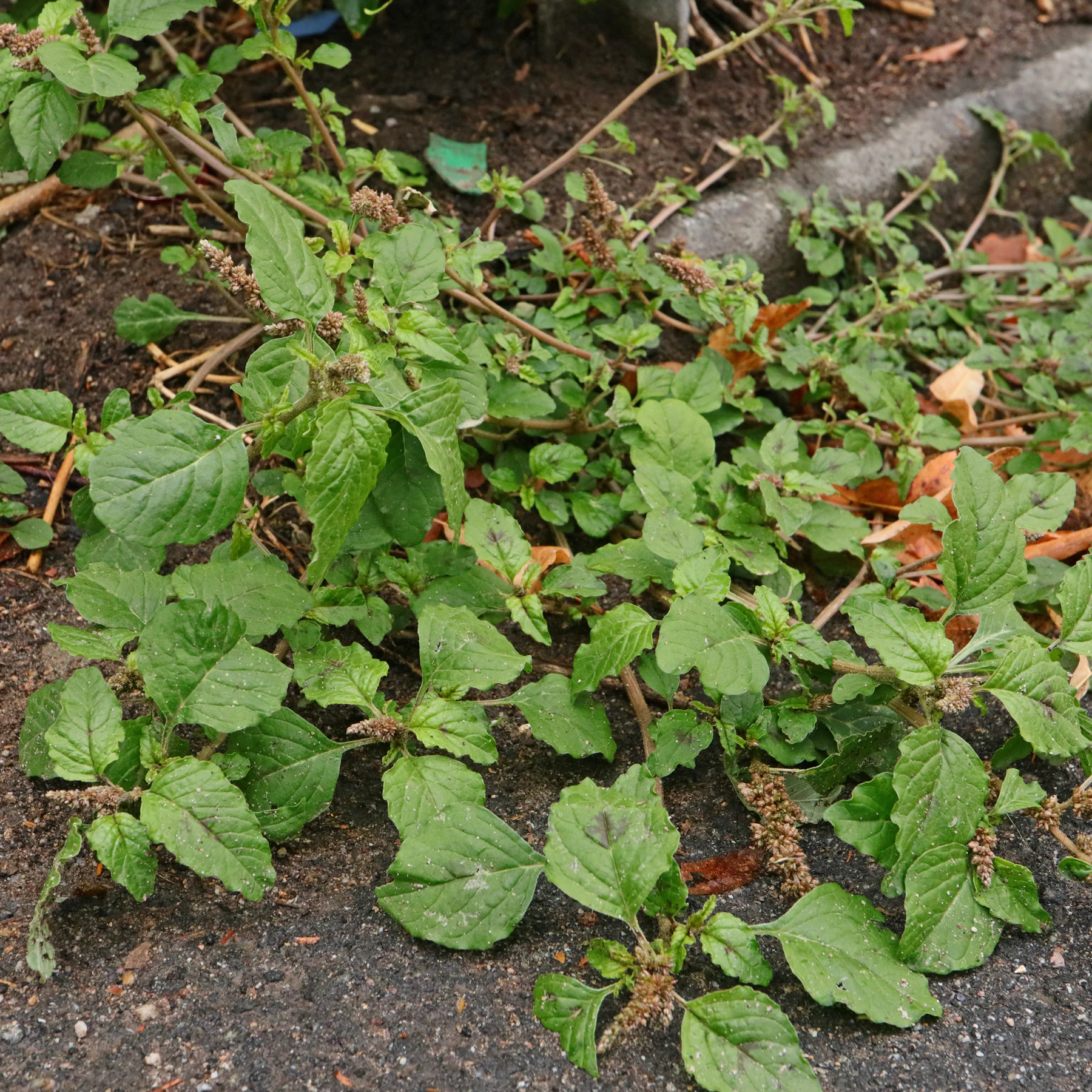 Amaranthus deflexus