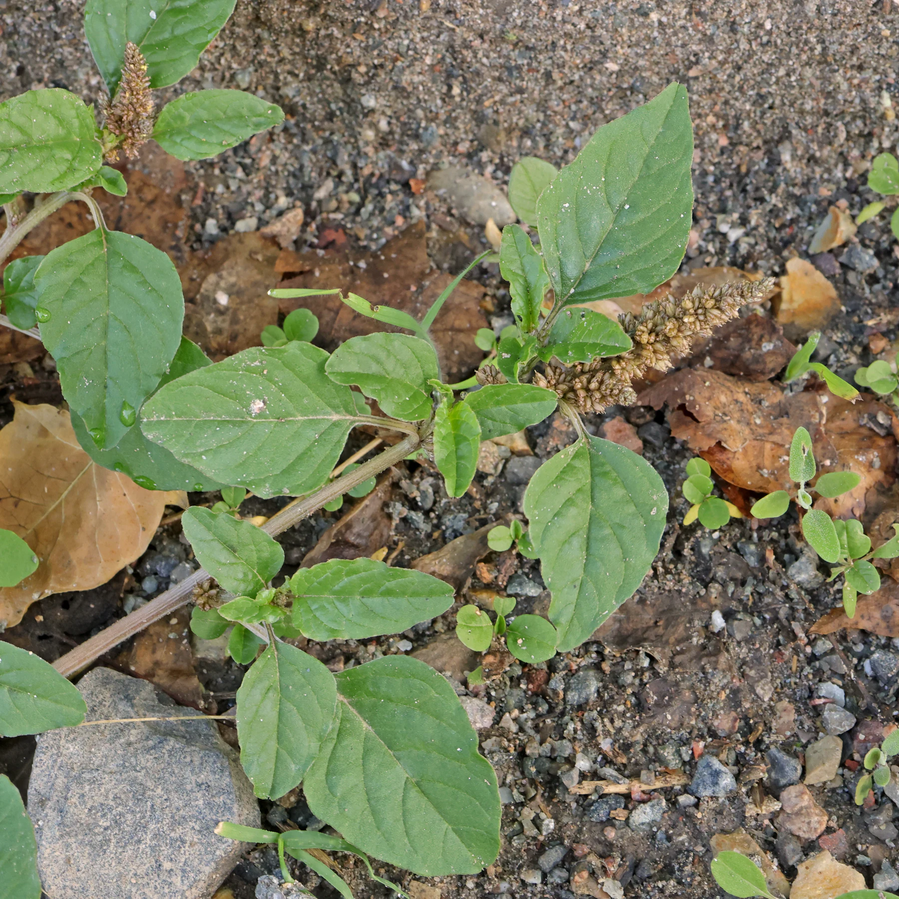 Amaranthus deflexus