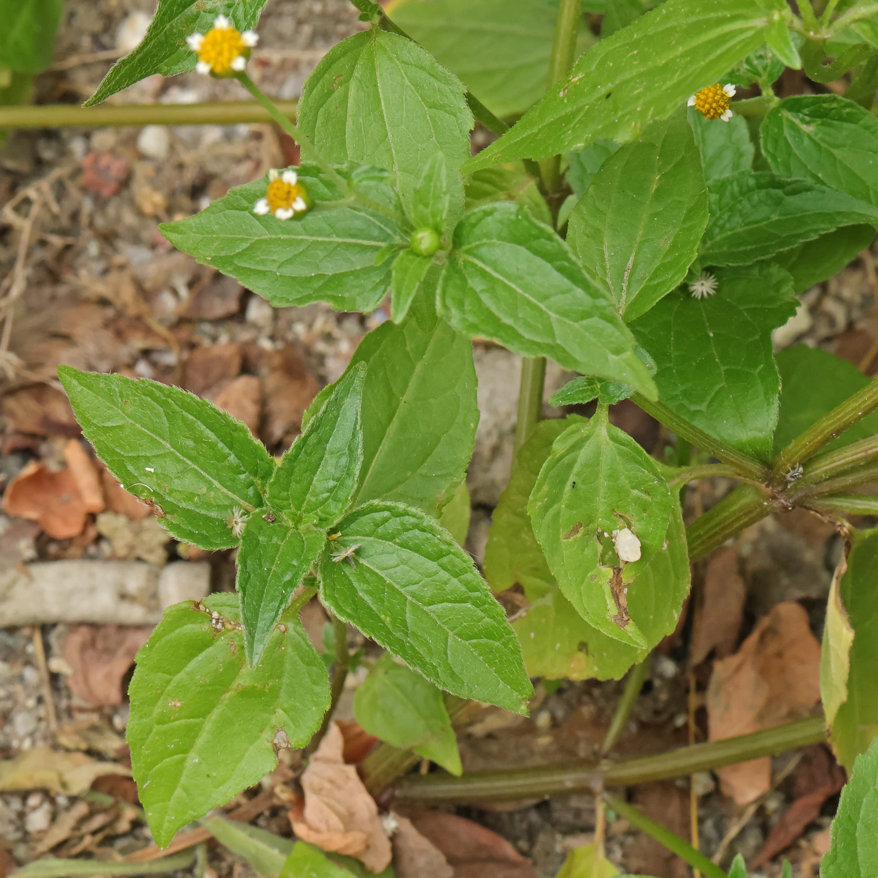 Galinsoga parviflora