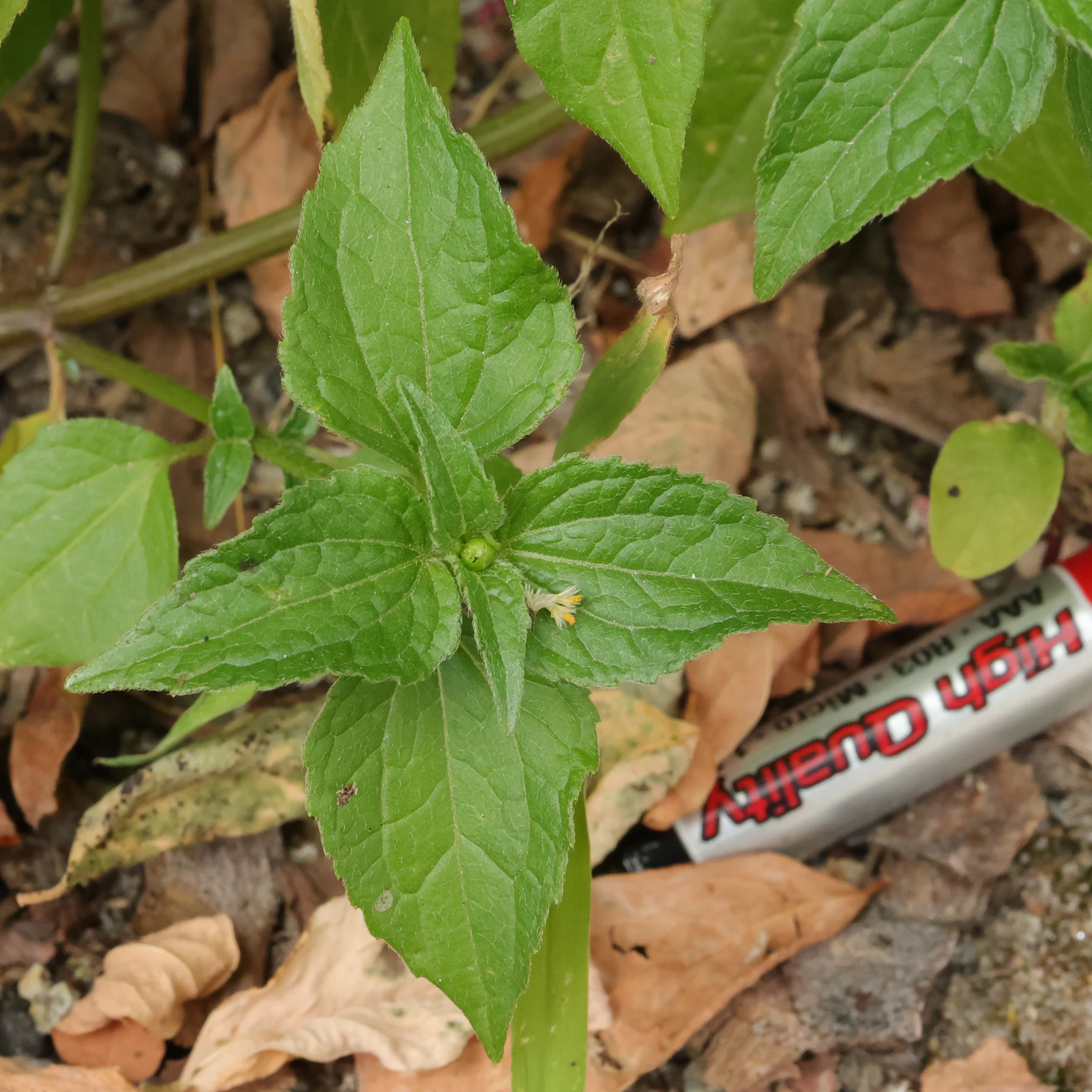Galinsoga parviflora