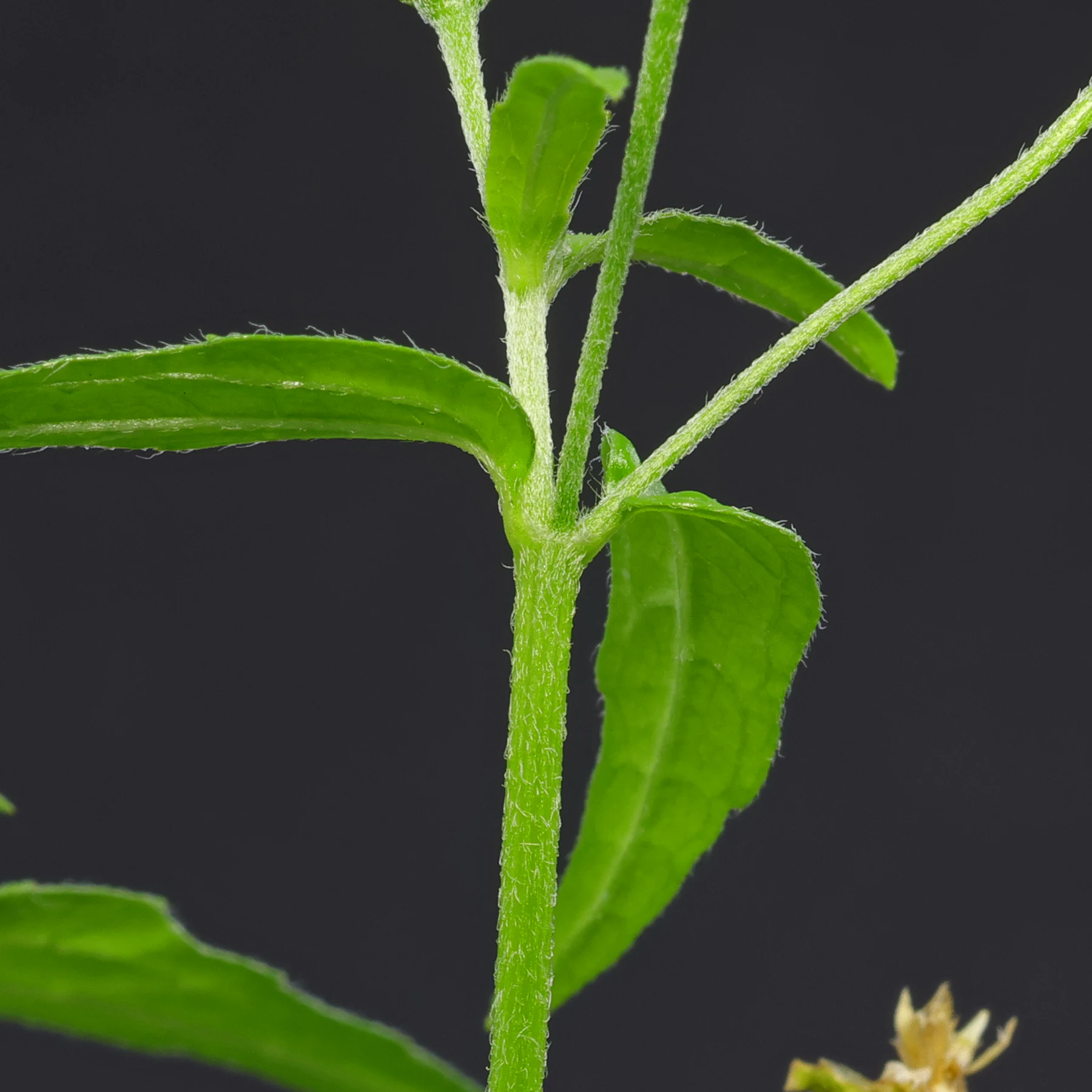Galinsoga parviflora