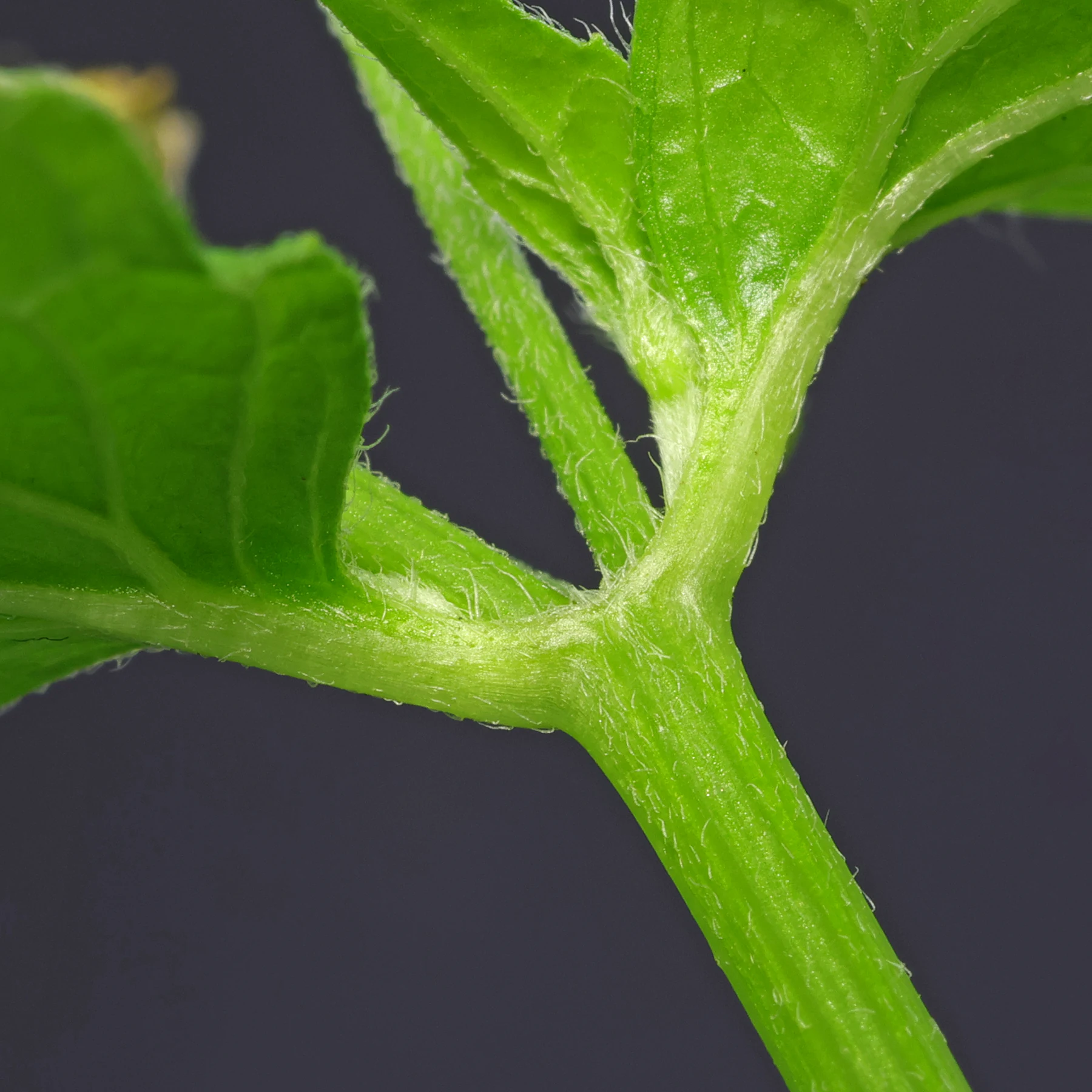 Galinsoga parviflora