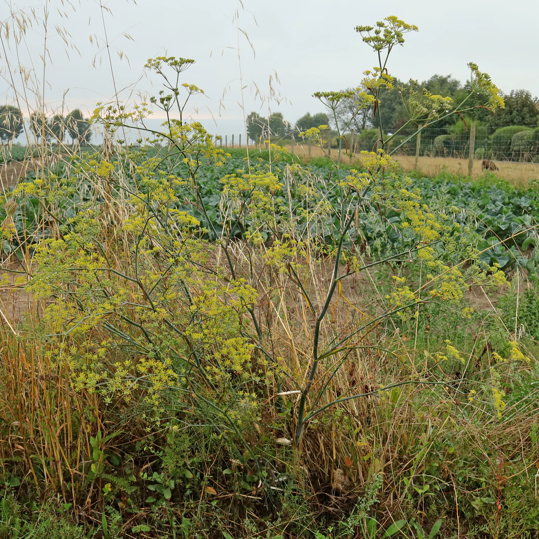 Foeniculum vulgare