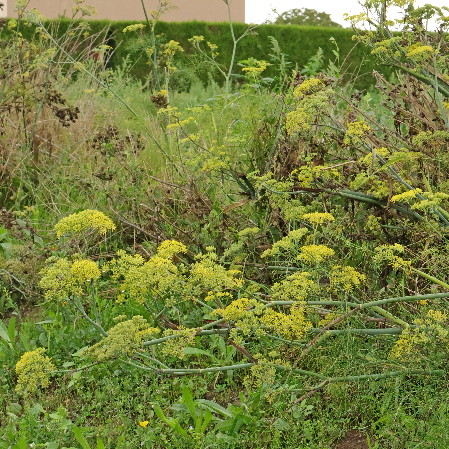Foeniculum vulgare