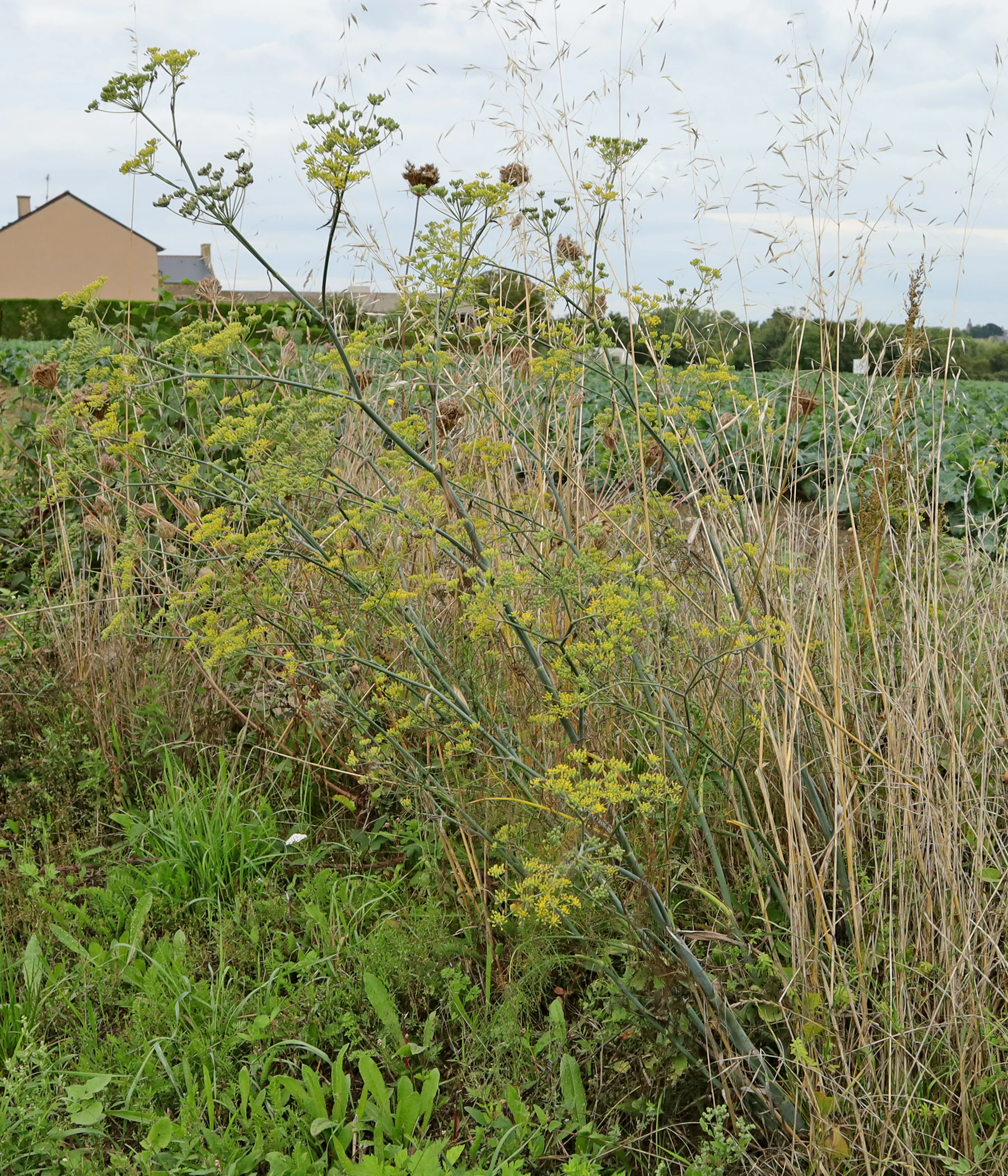 Foeniculum vulgare