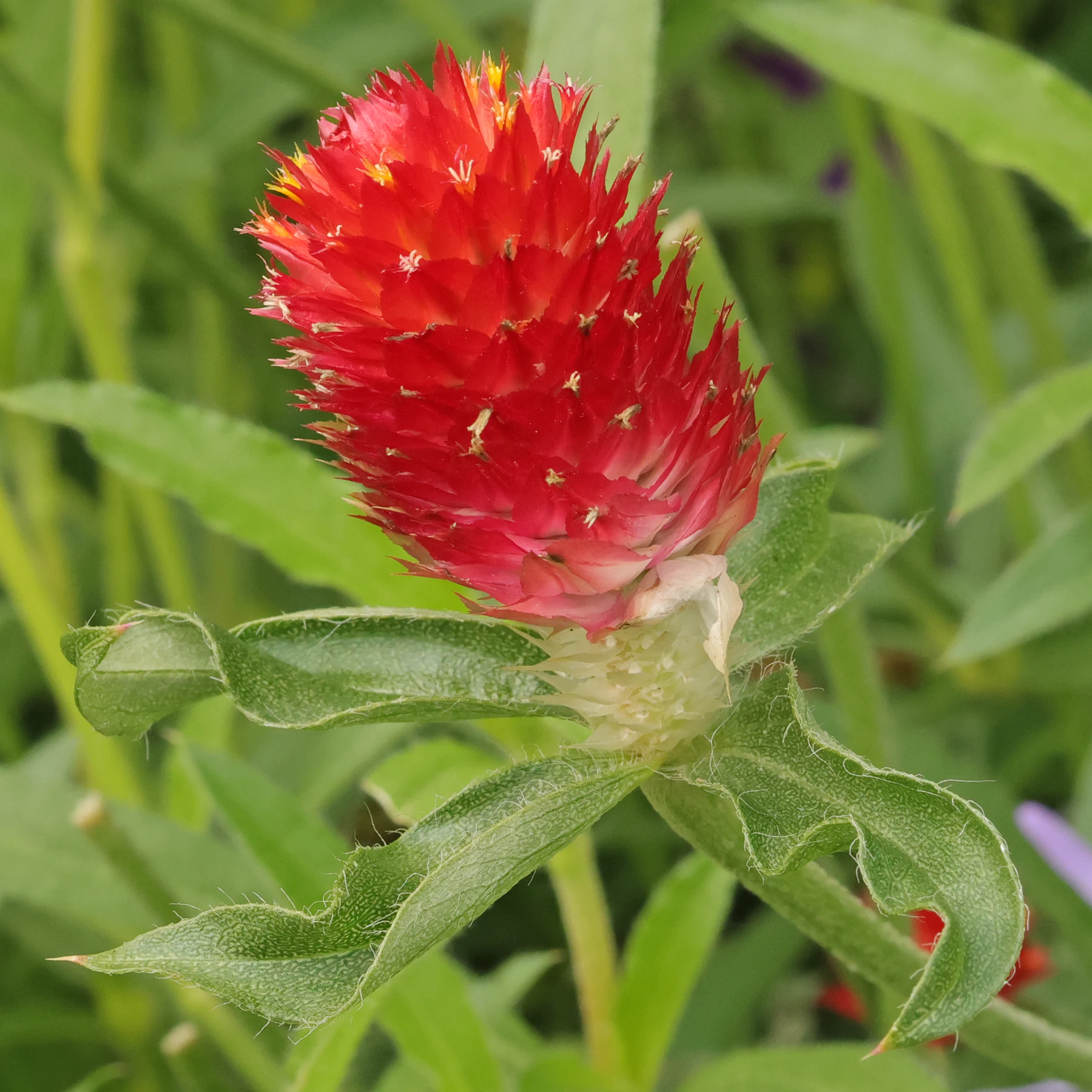 Gomphrena haageana Strawberry Fields