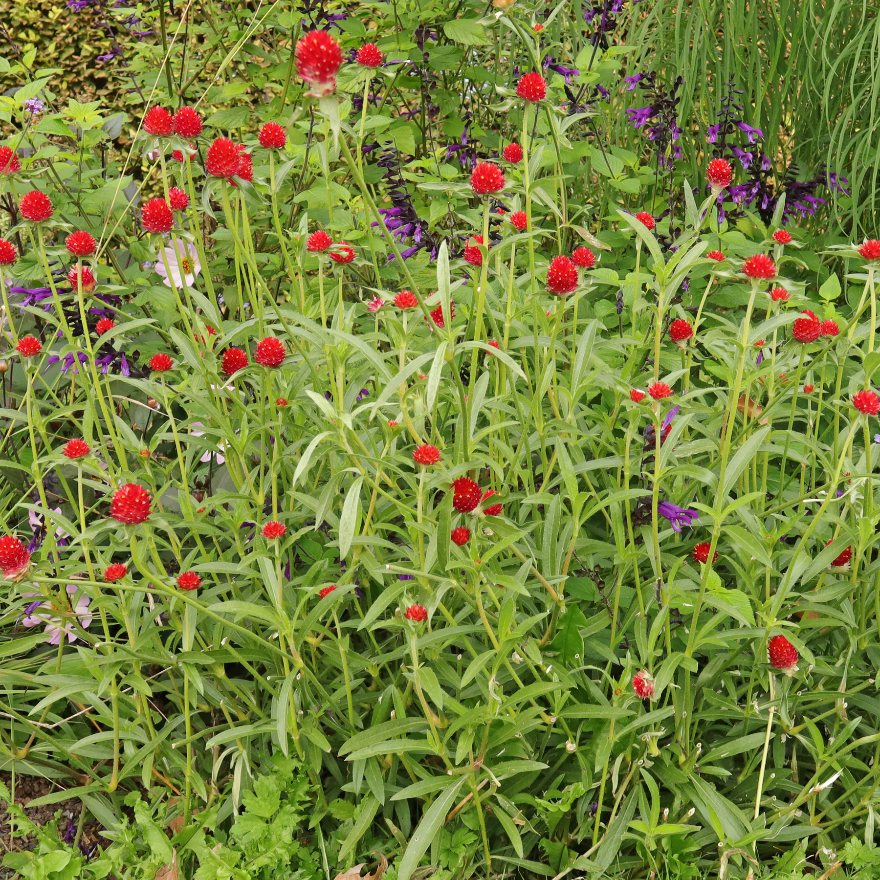 Gomphrena haageana Strawberry Fields