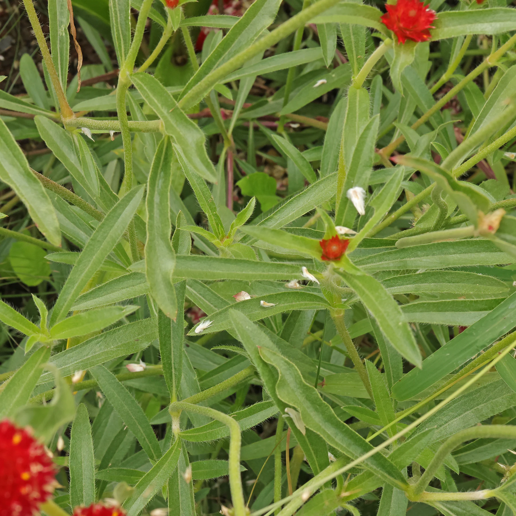 Gomphrena haageana Strawberry Fields