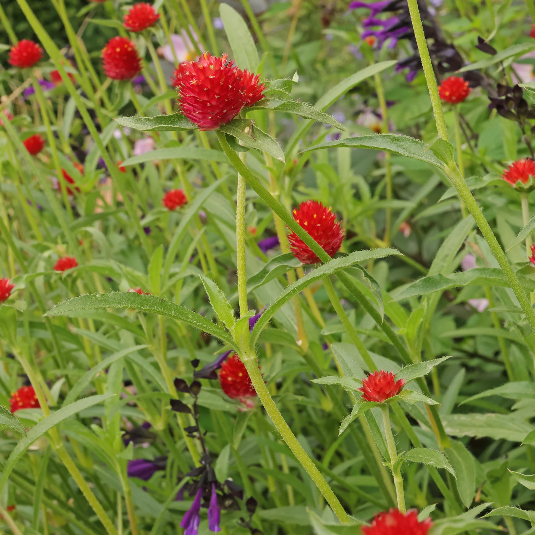 Gomphrena haageana Strawberry Fields