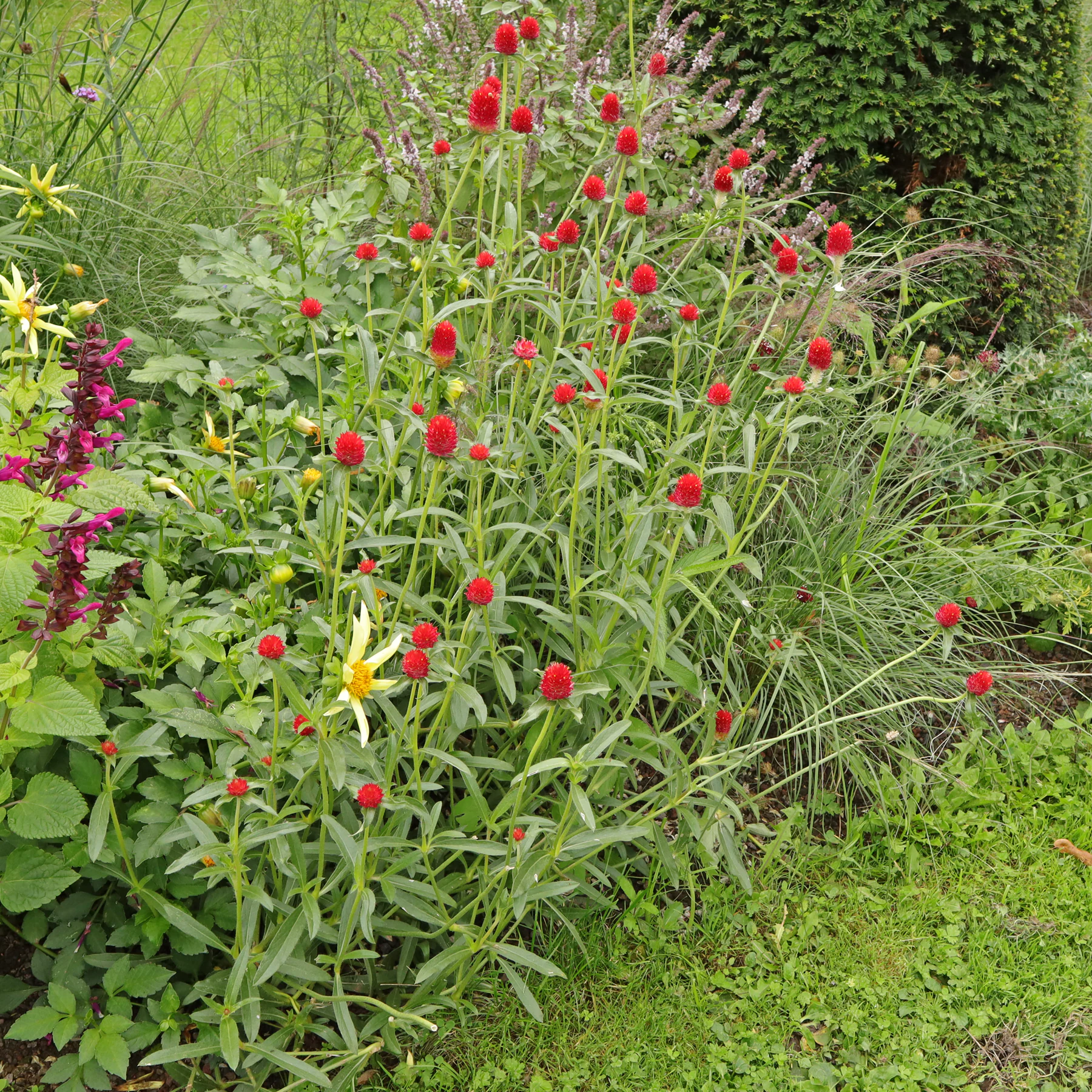 Gomphrena haageana Strawberry Fields