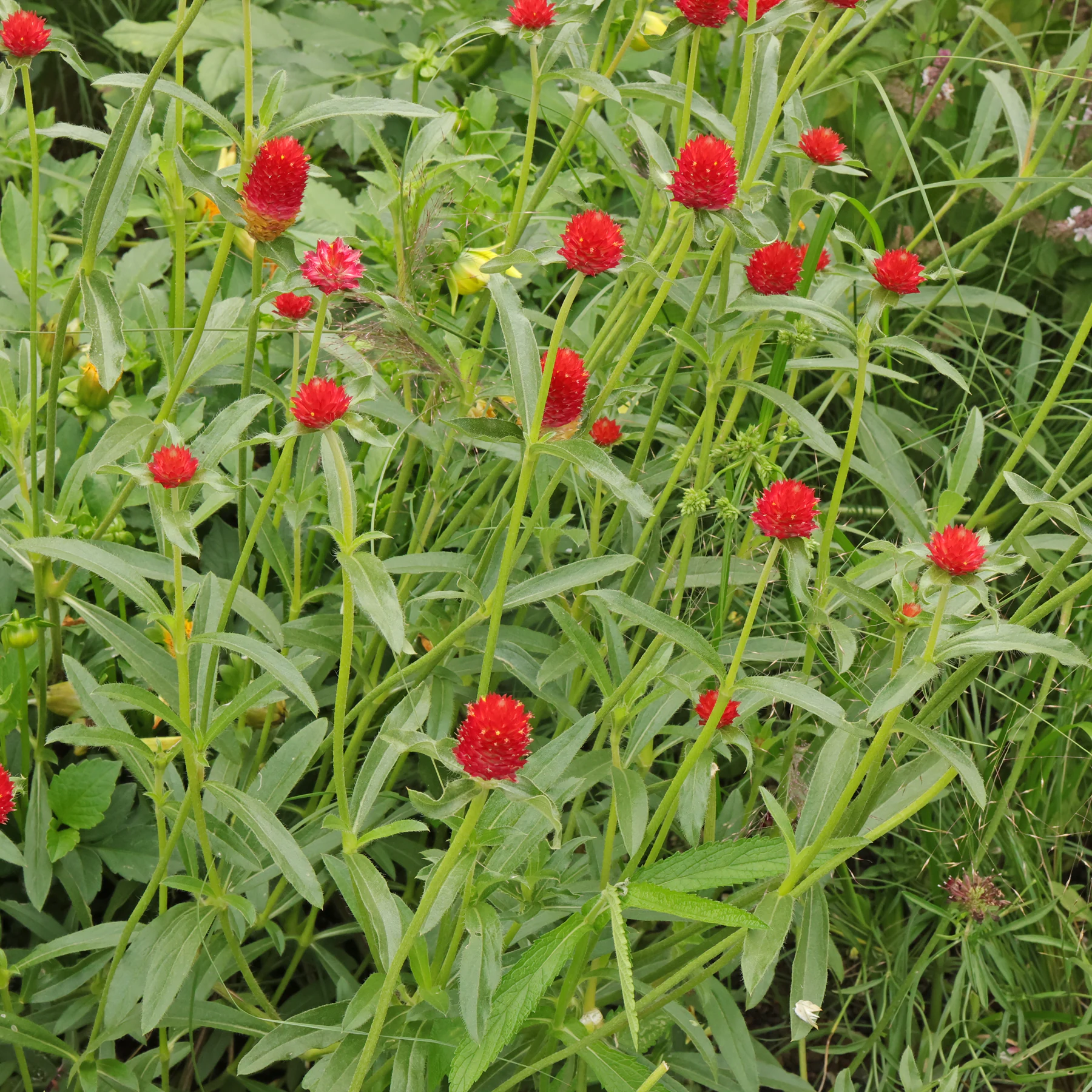 Gomphrena haageana Strawberry Fields