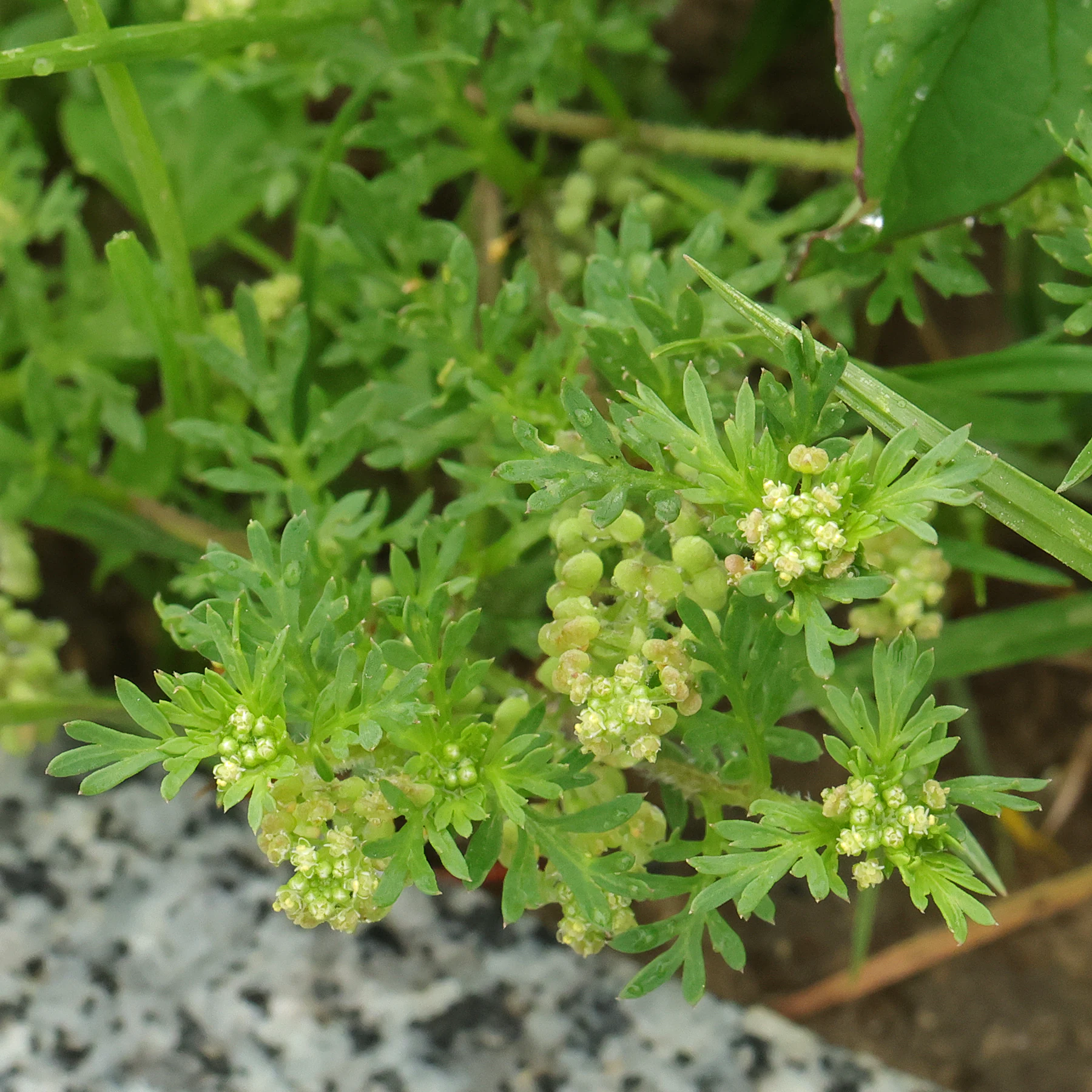 Lepidium didymum
