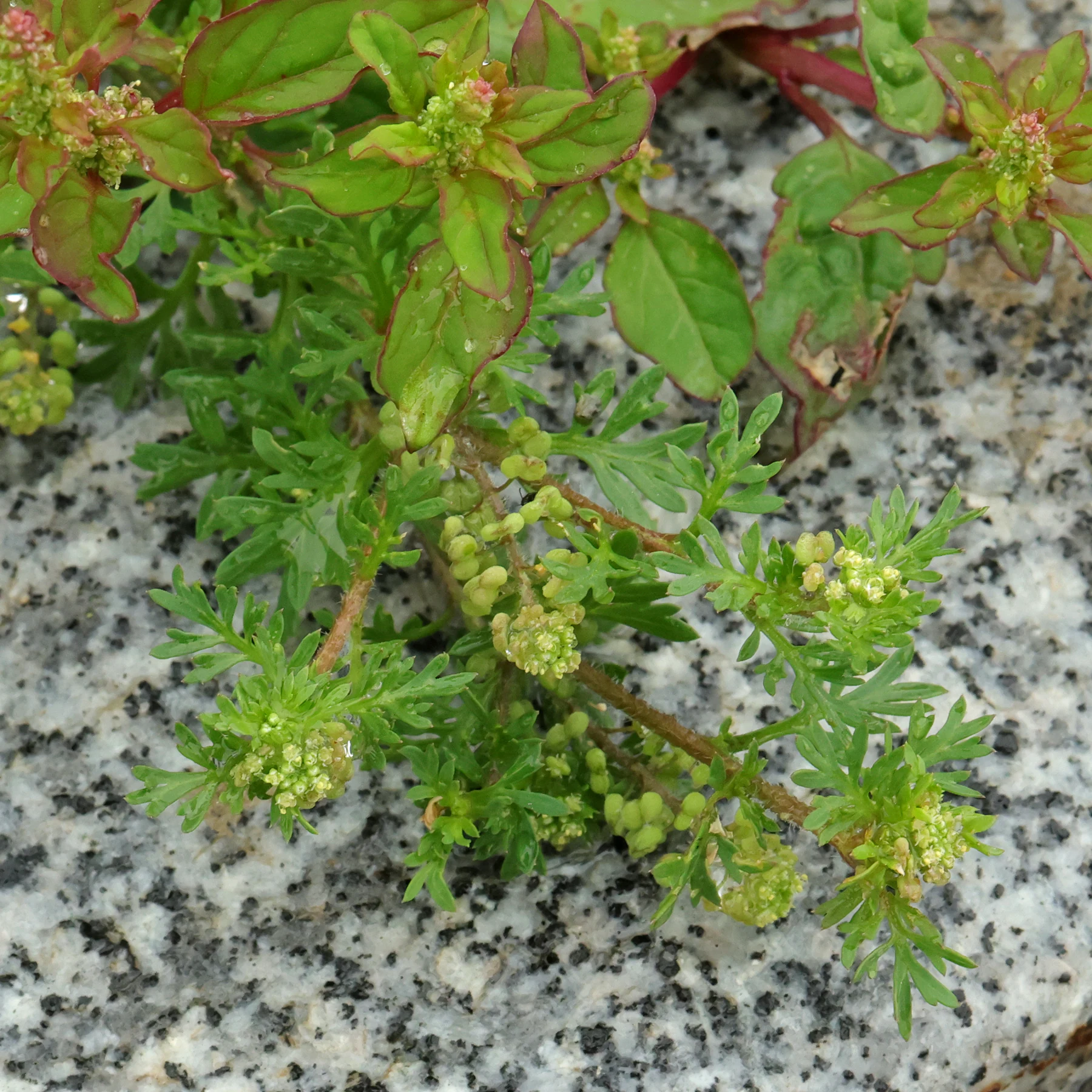 Lepidium didymum & Lipandra polysperma