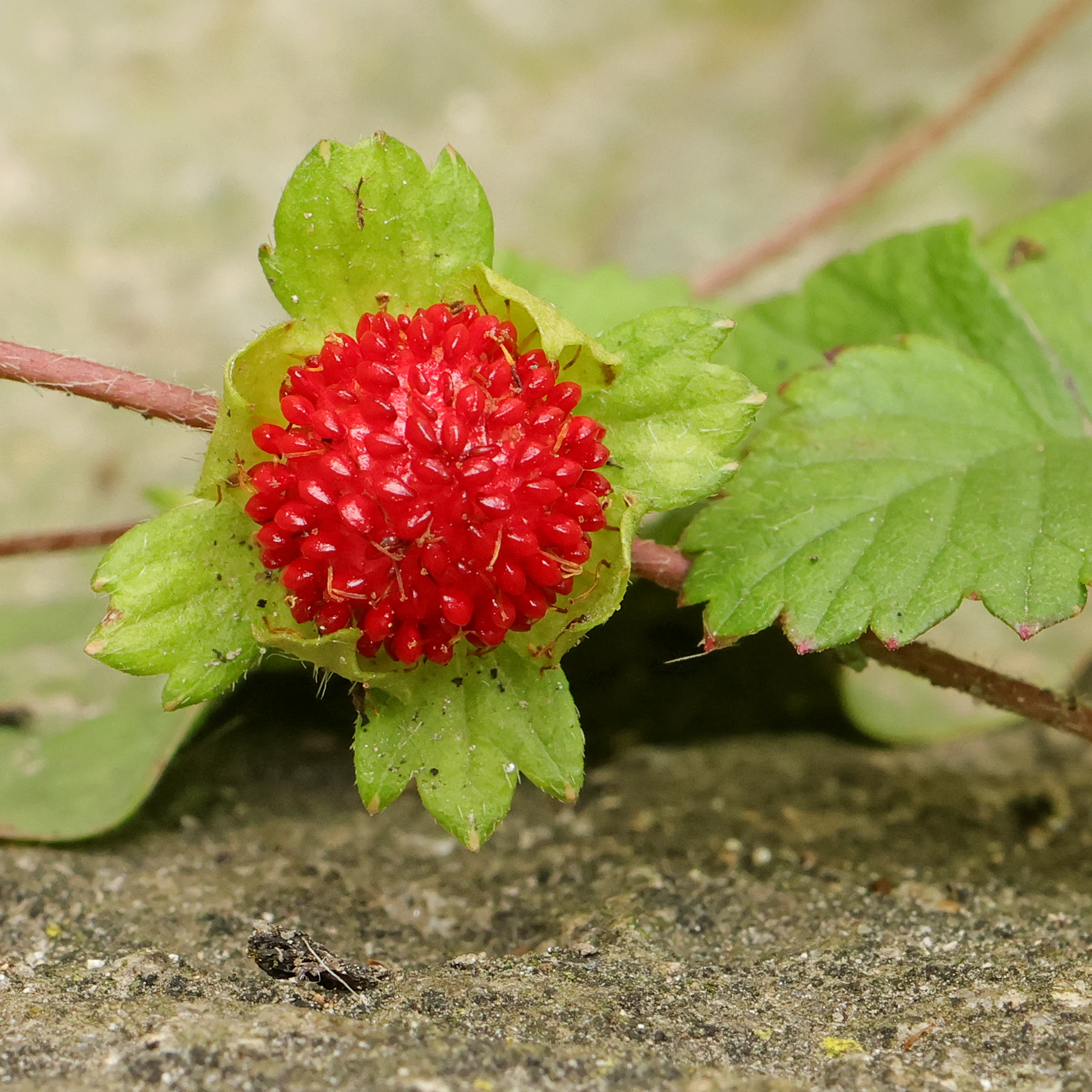 Mock Strawberry