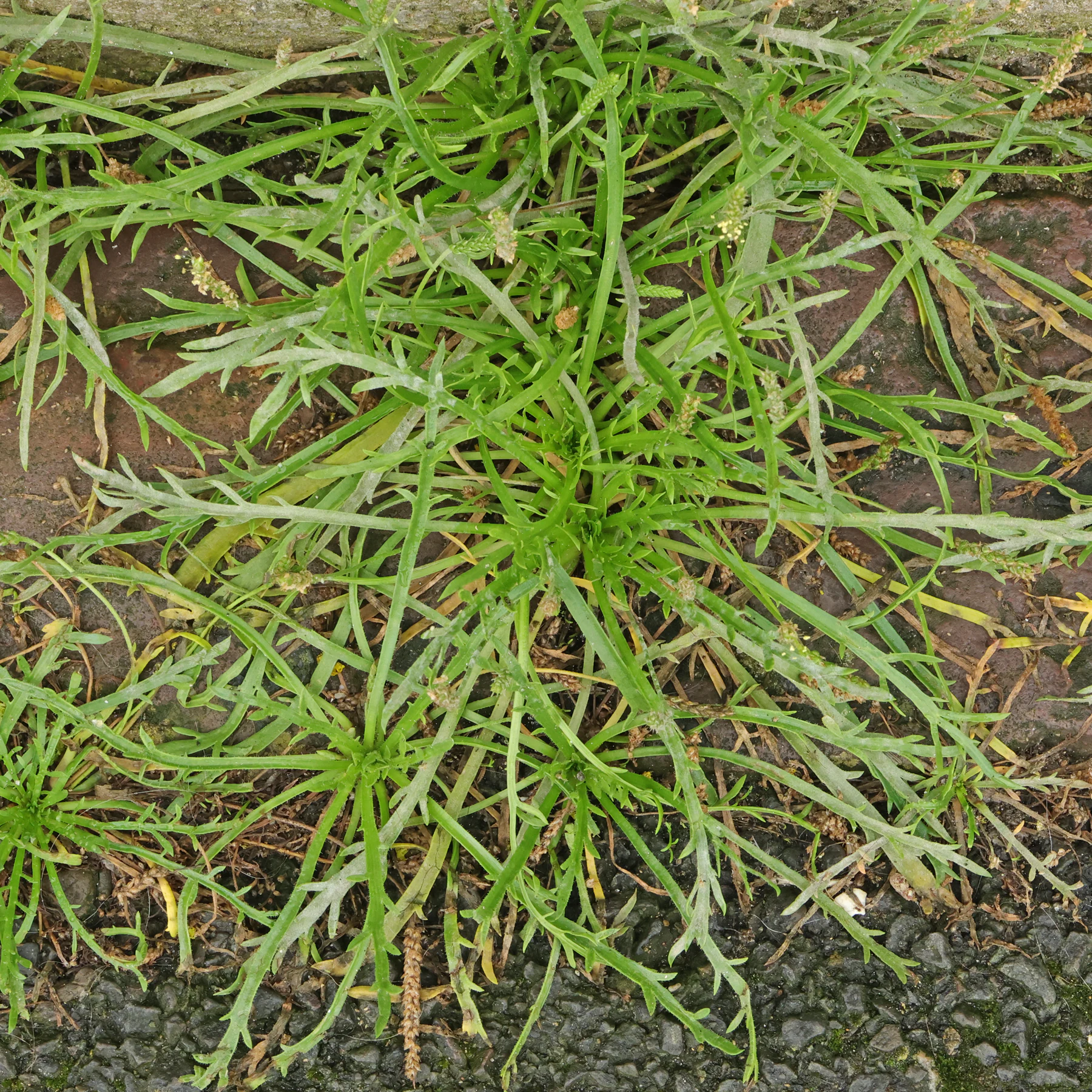 Plantago coronopus
