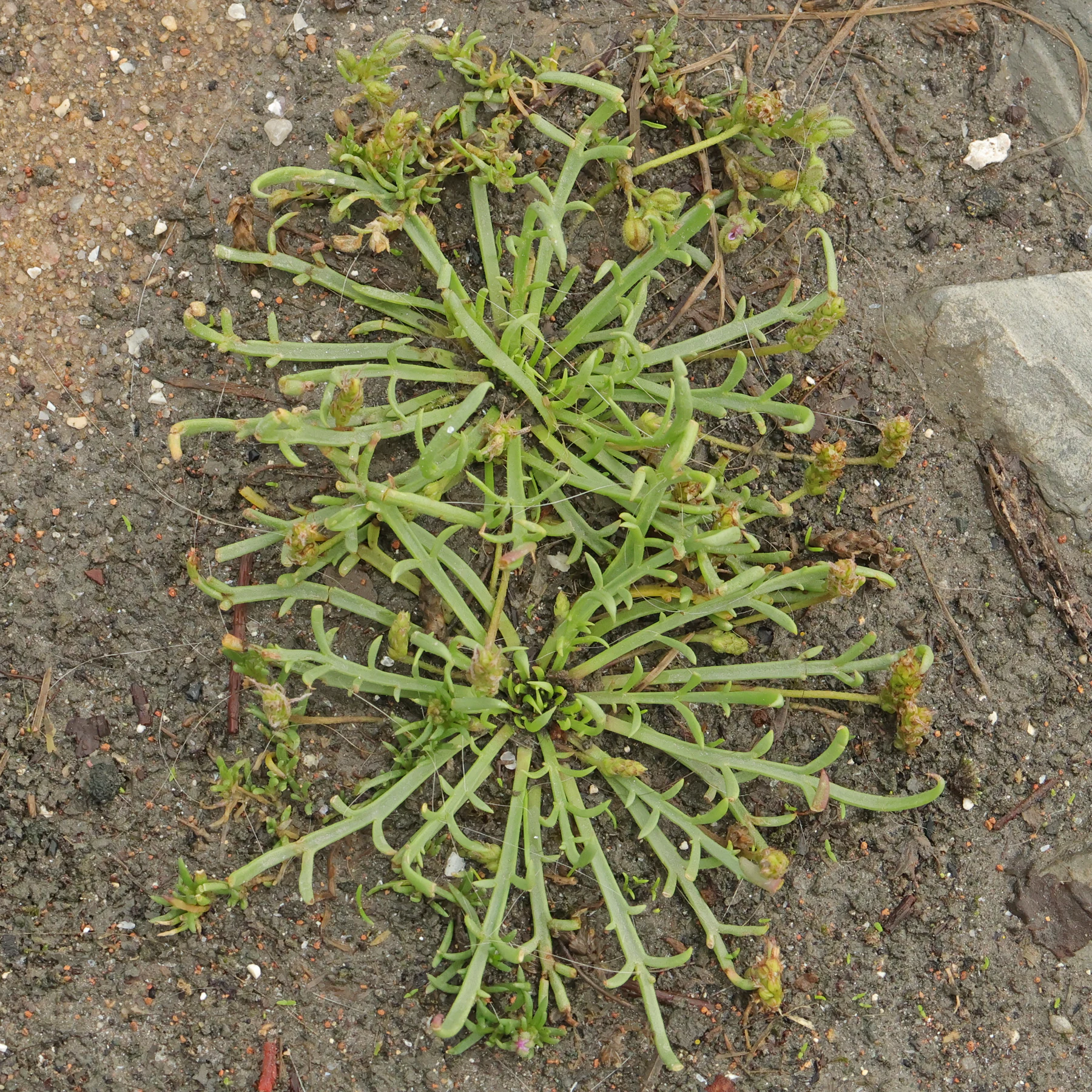 Plantago coronopus