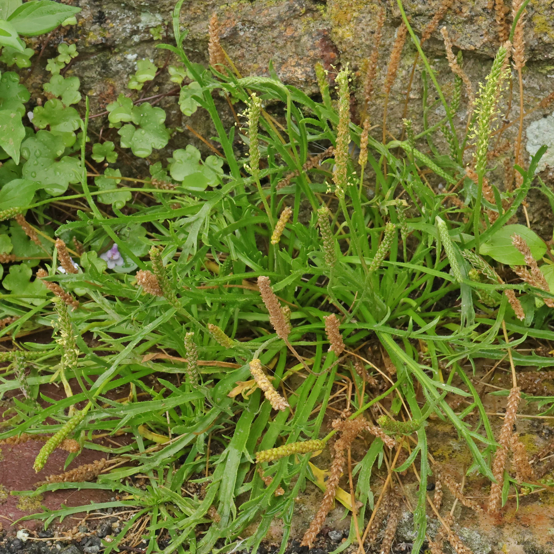 Plantago coronopus
