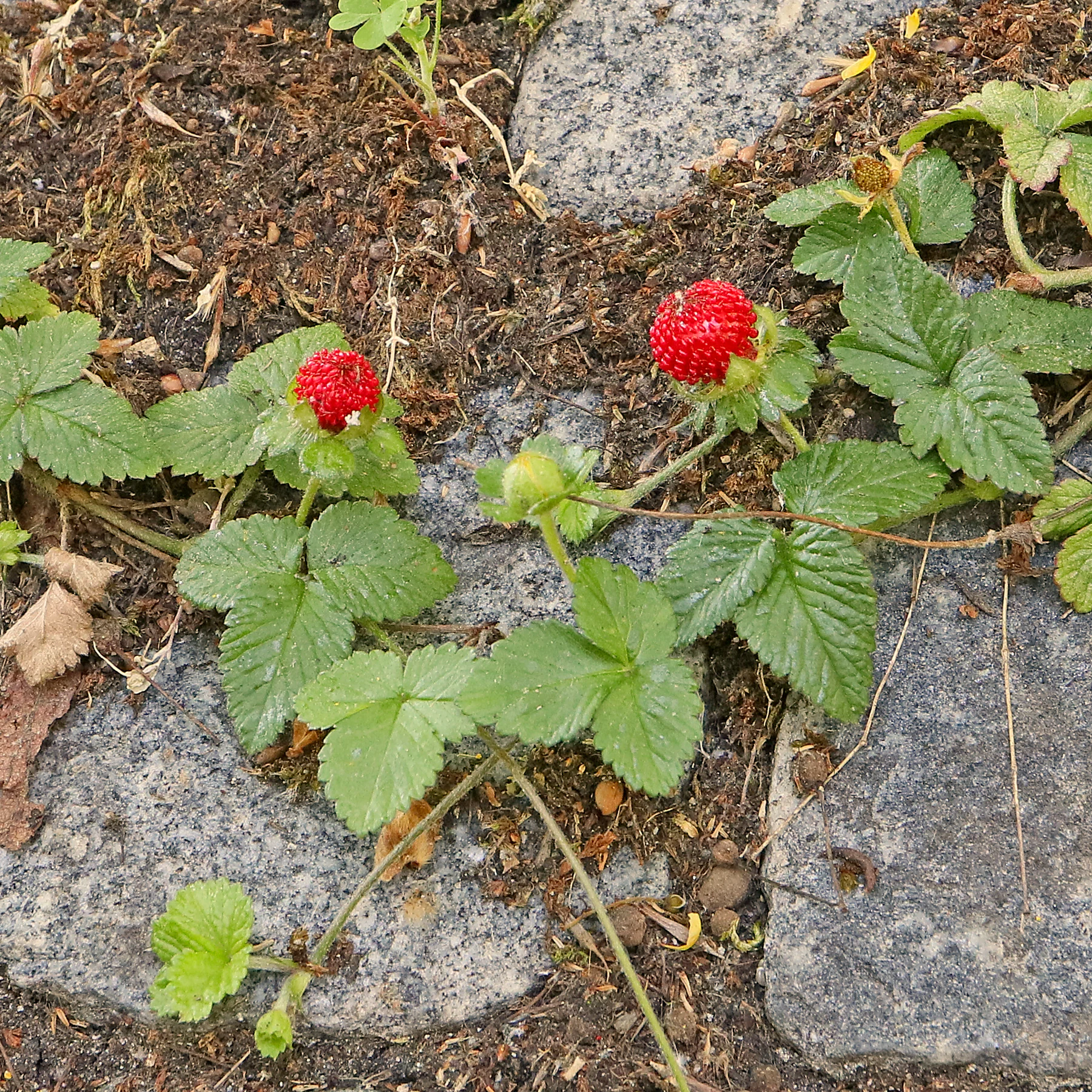 Potentilla indica