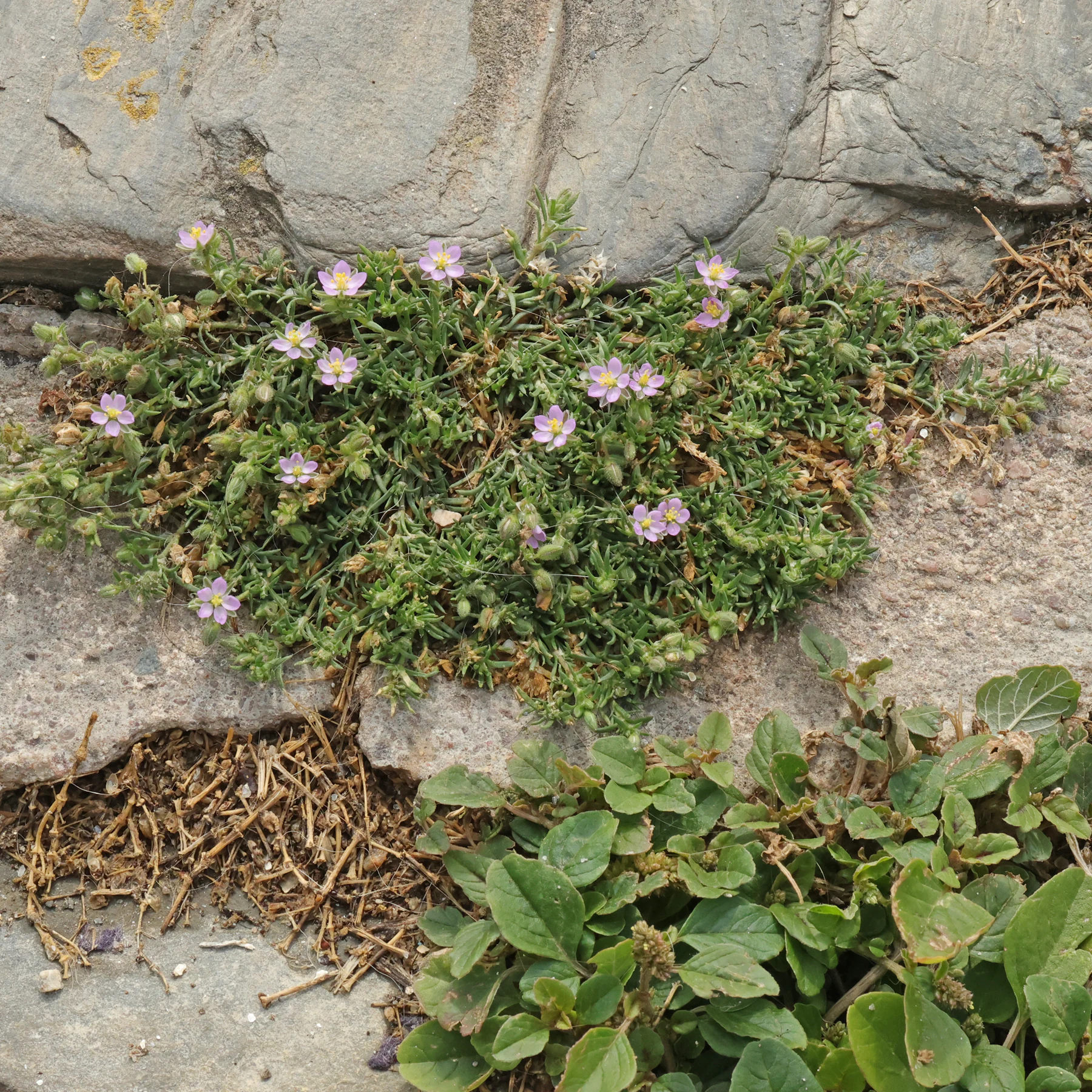 Spergularia rubra & Amaranthus deflexus