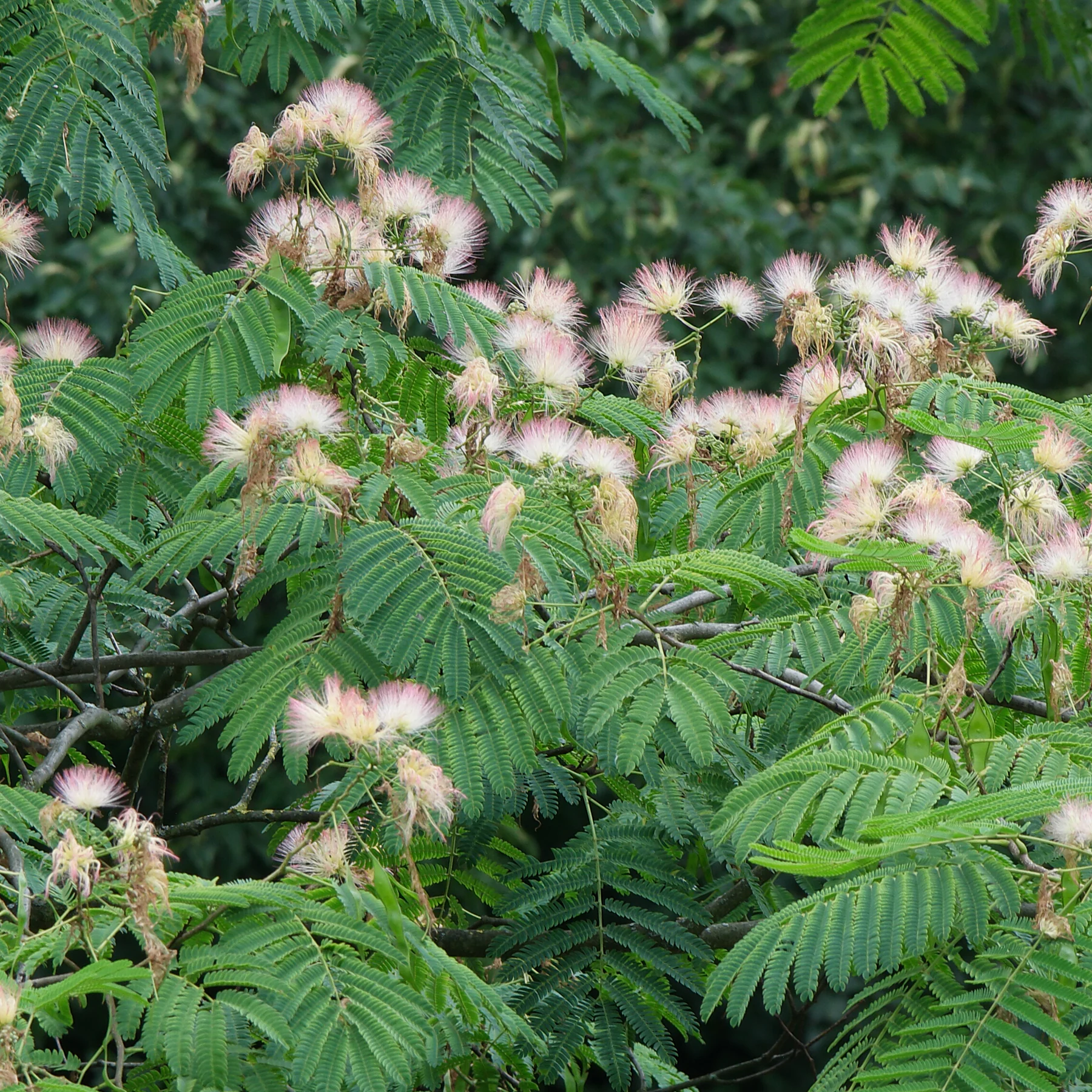 Albizia julibrissin cv.