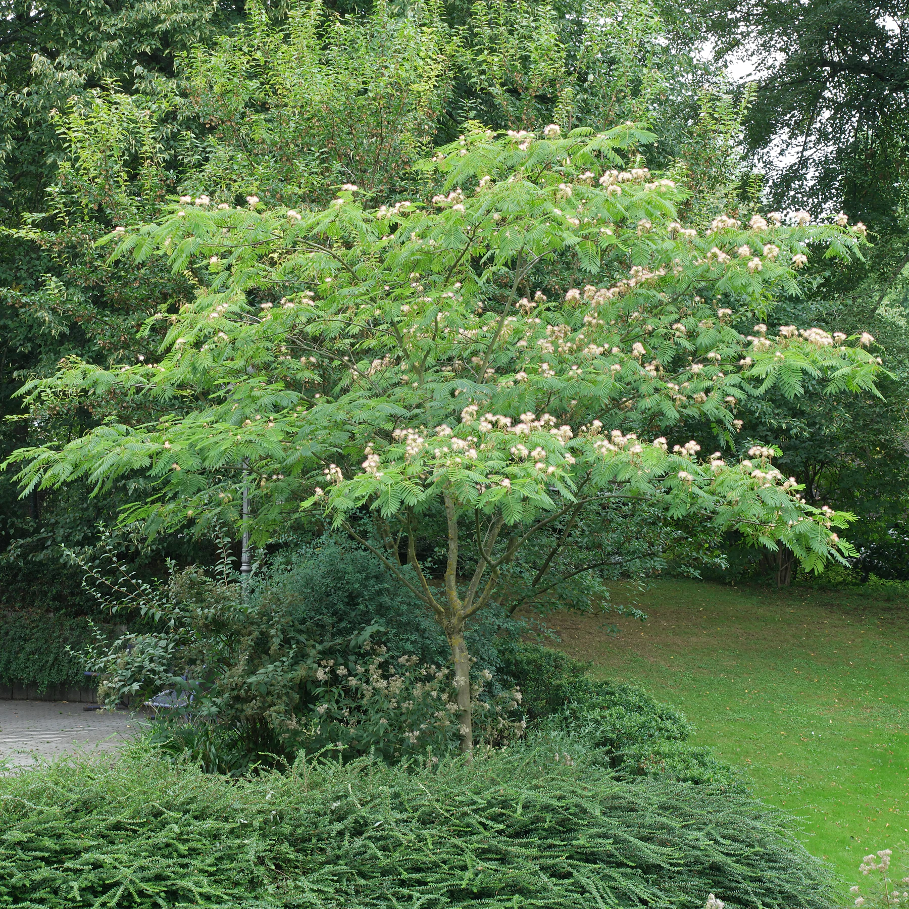 Albizia julibrissin cv.