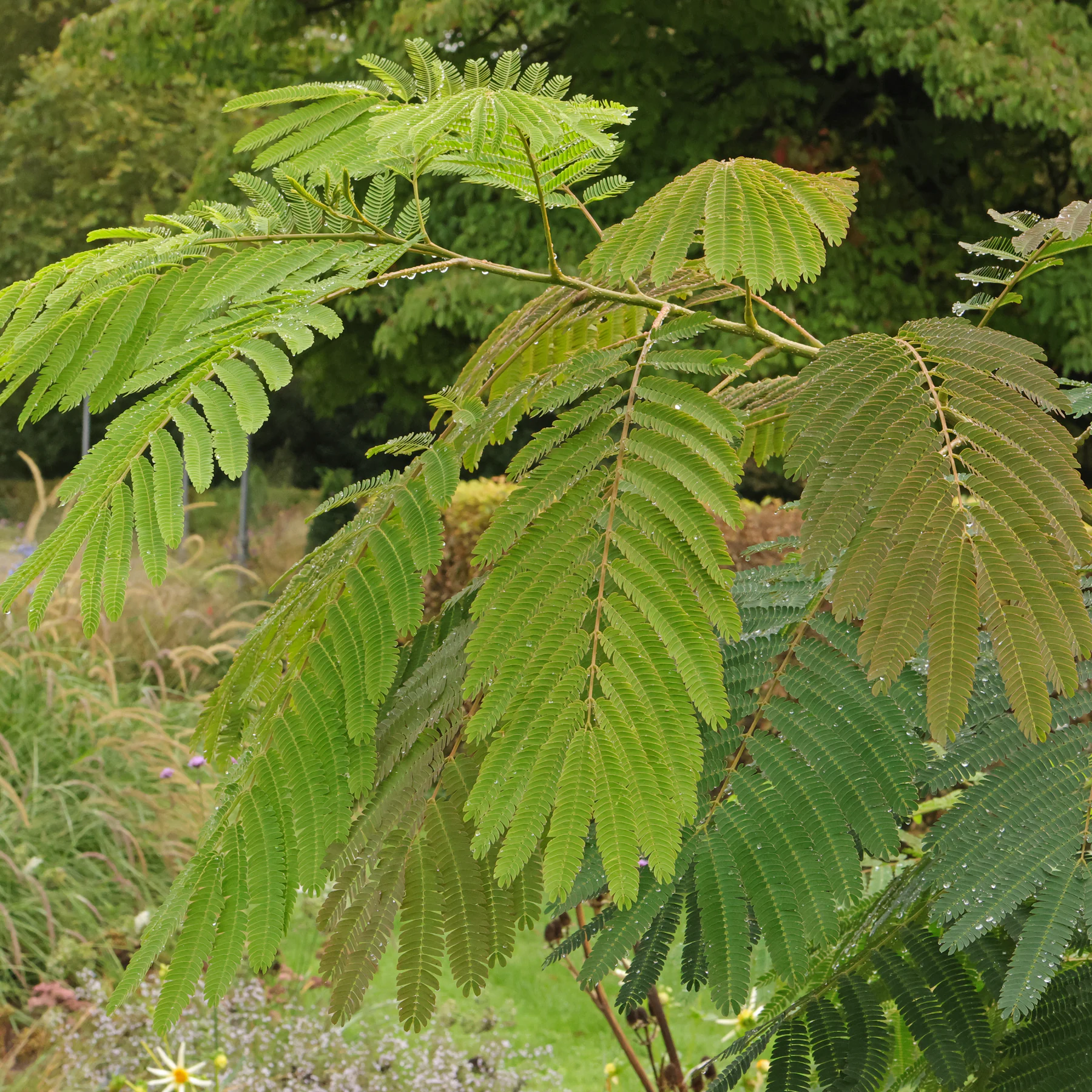 Albizia julibrissin cv.