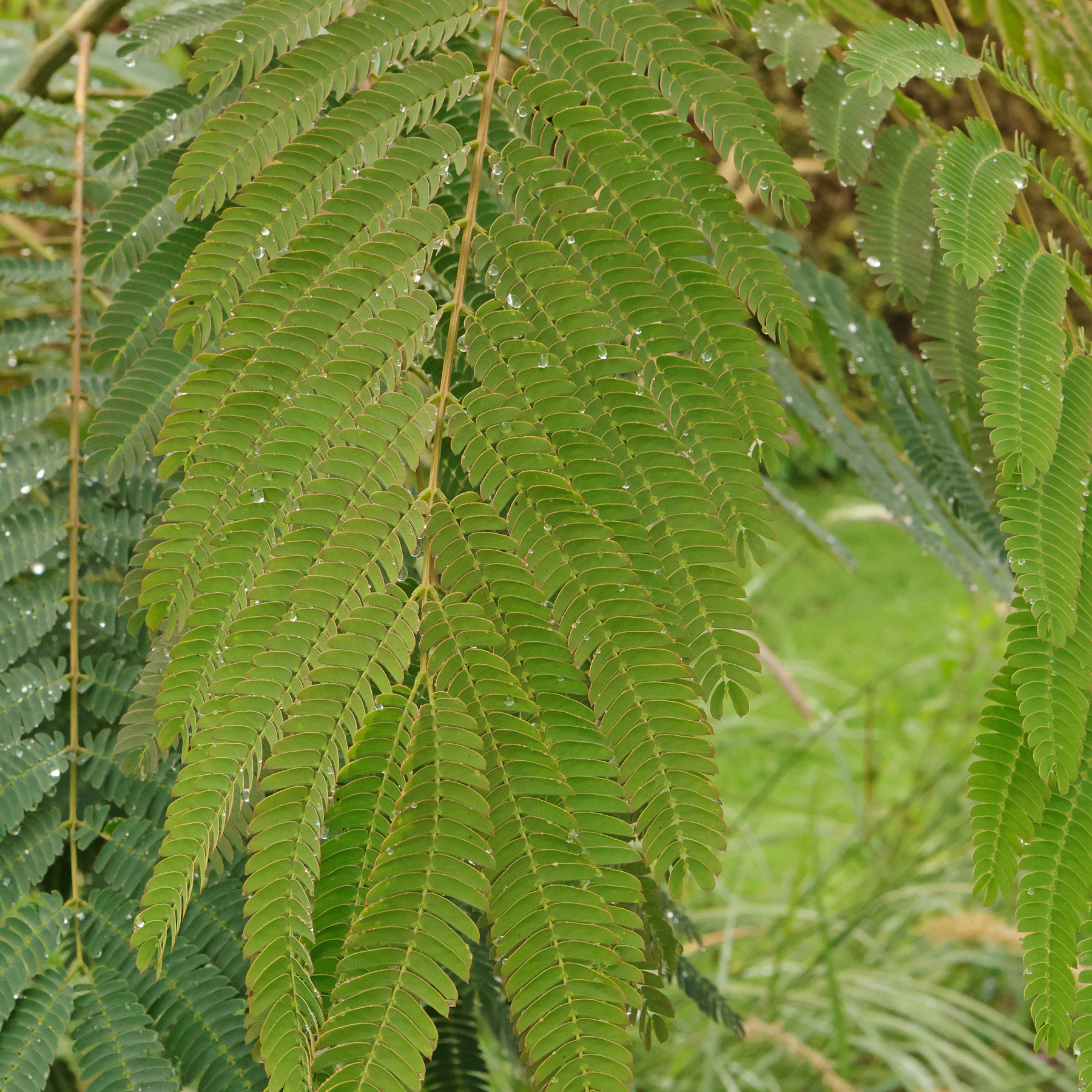 Albizia julibrissin cv.