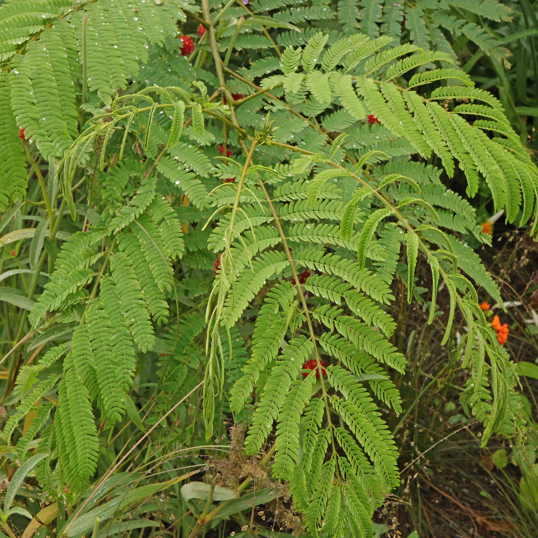 Albizia julibrissin cv.