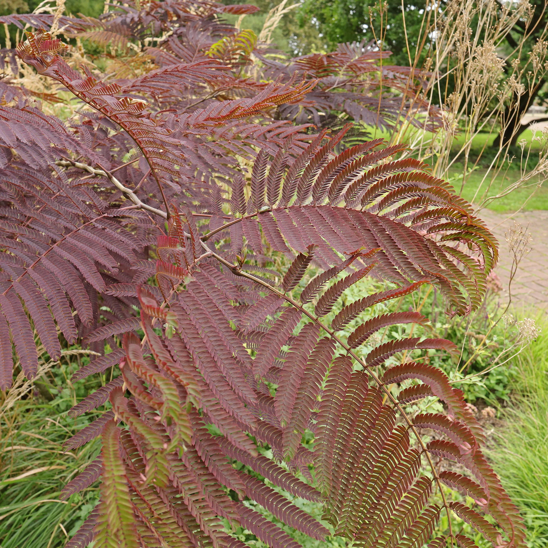 Albizia julibrissin cv.