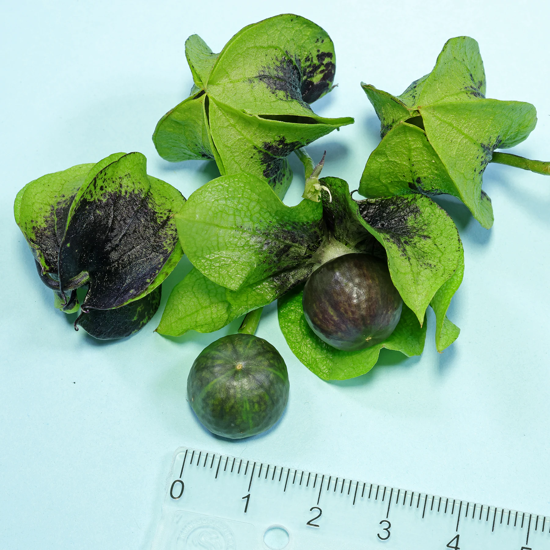 Apple of Peru Nicandra physalodes