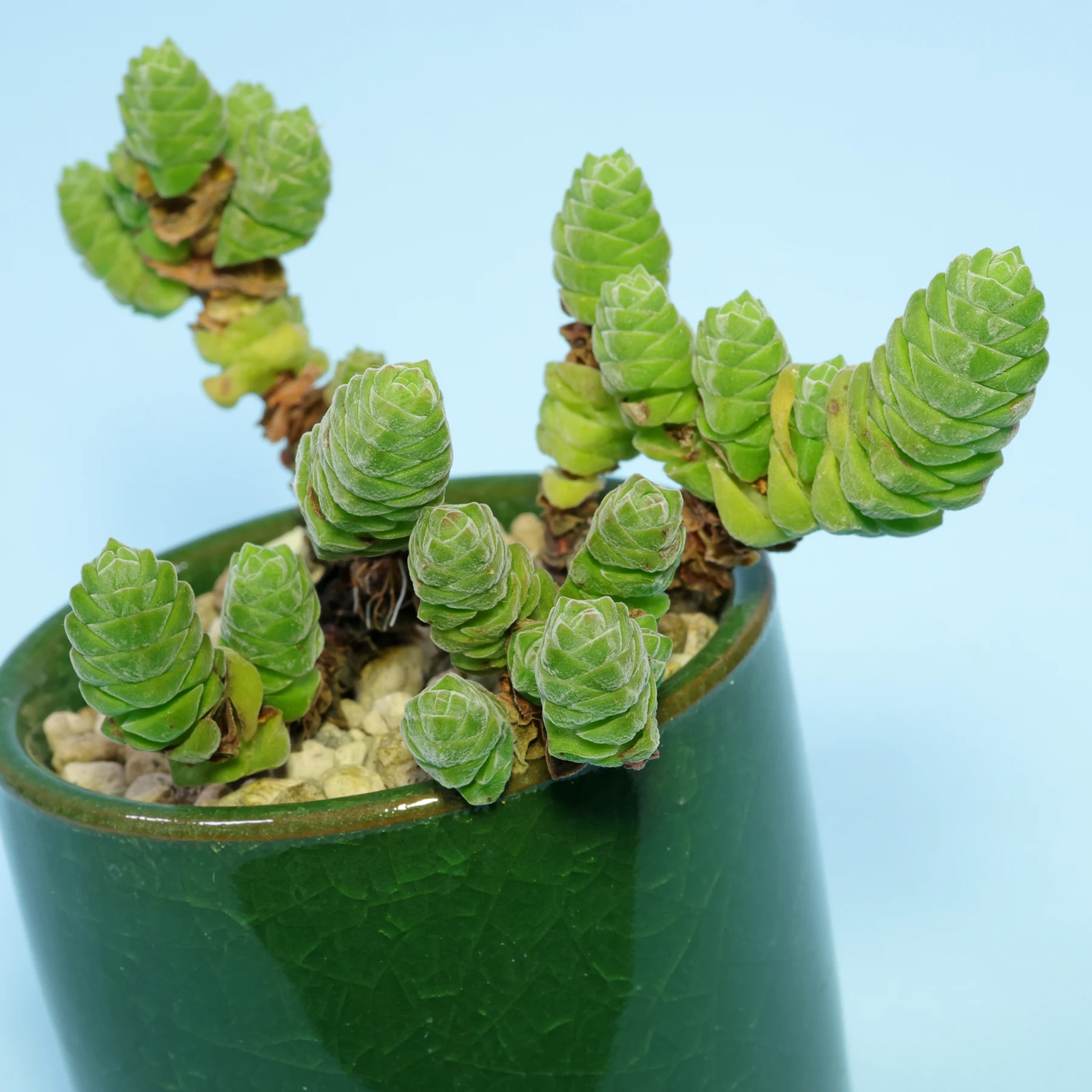 Crassula columella in pumice
