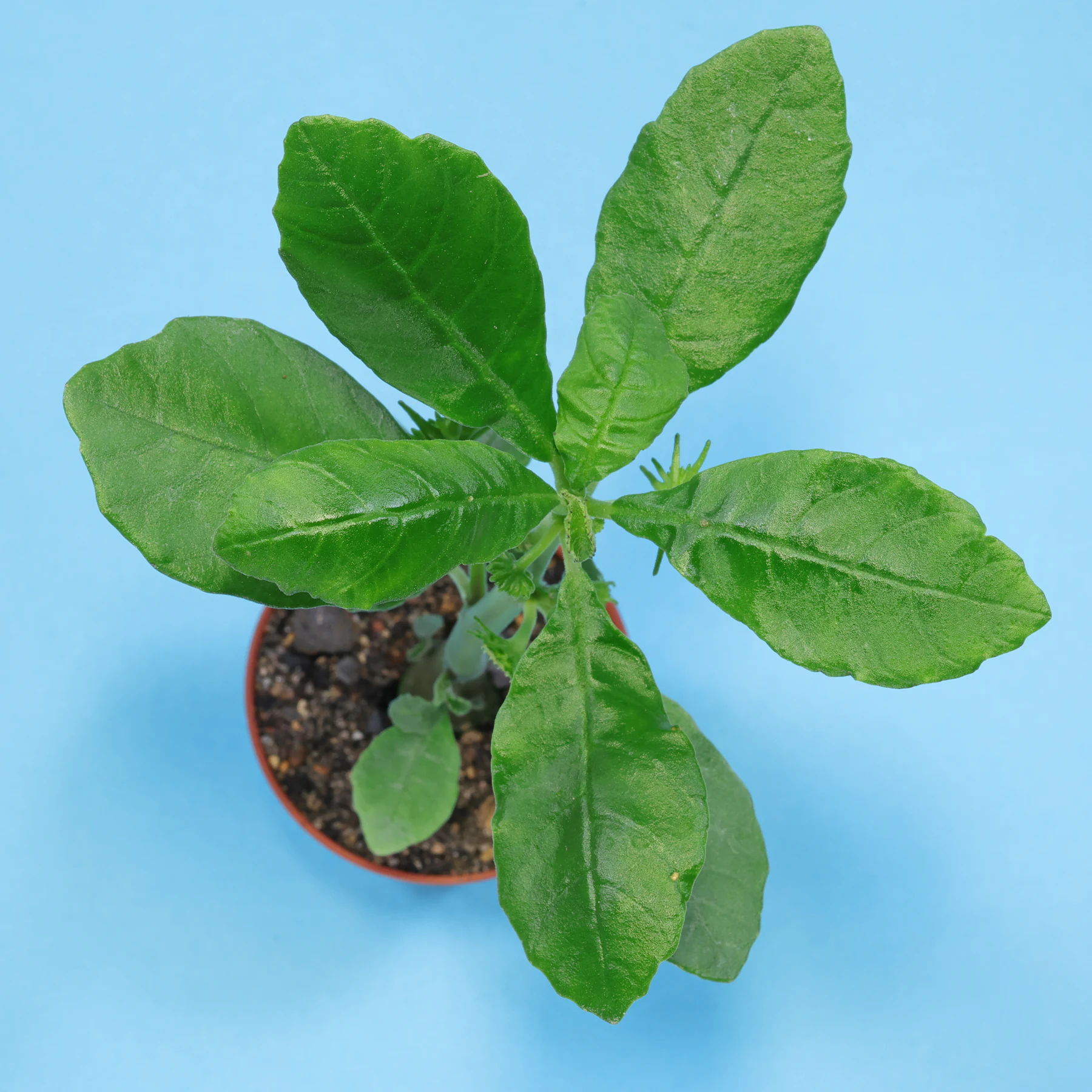 Dorstenia hildebrandtii