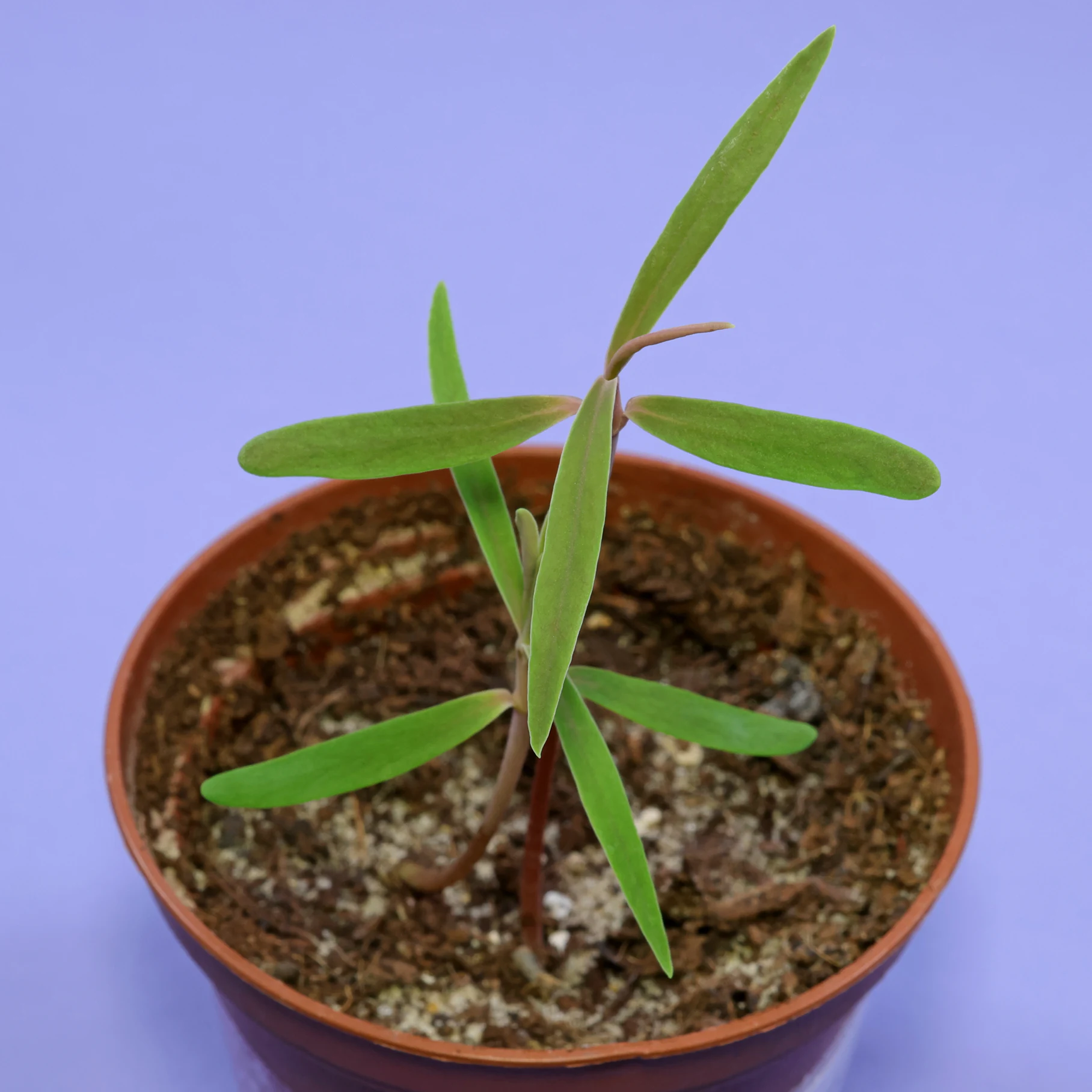 Euphorbia atropurpurea seedlings