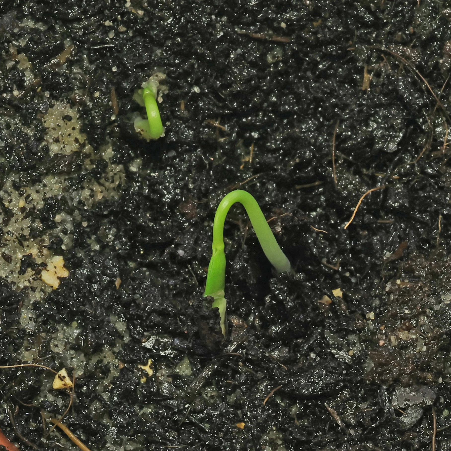 Euphorbia atropurpurea seeds germinate