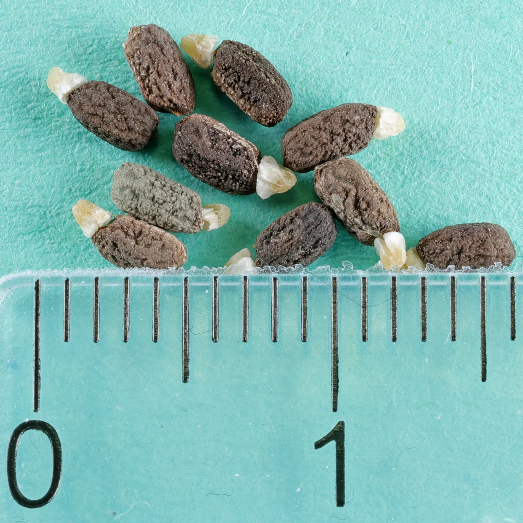 Euphorbia atropurpurea seeds
