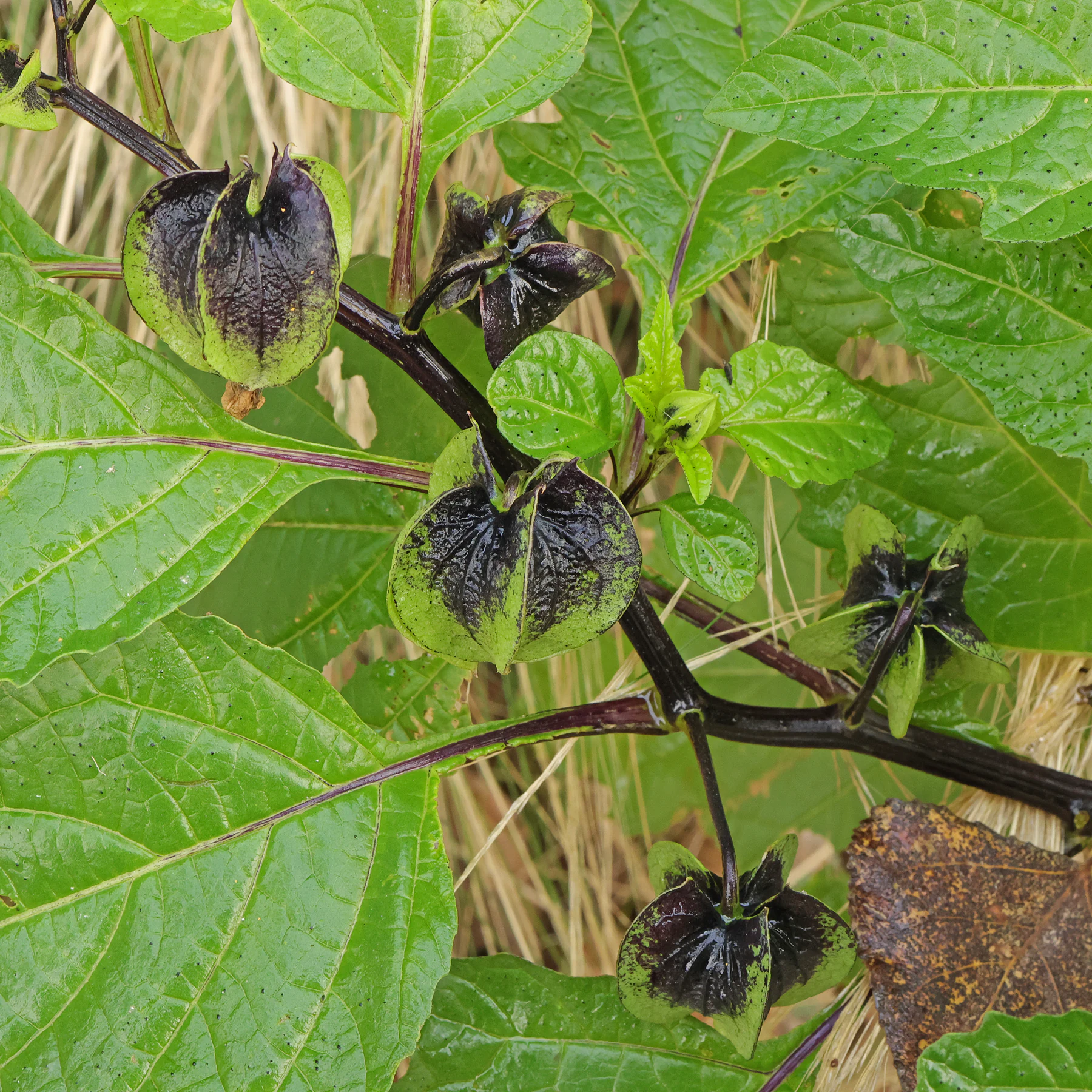 Nicandra physalodes shoo fly plant
