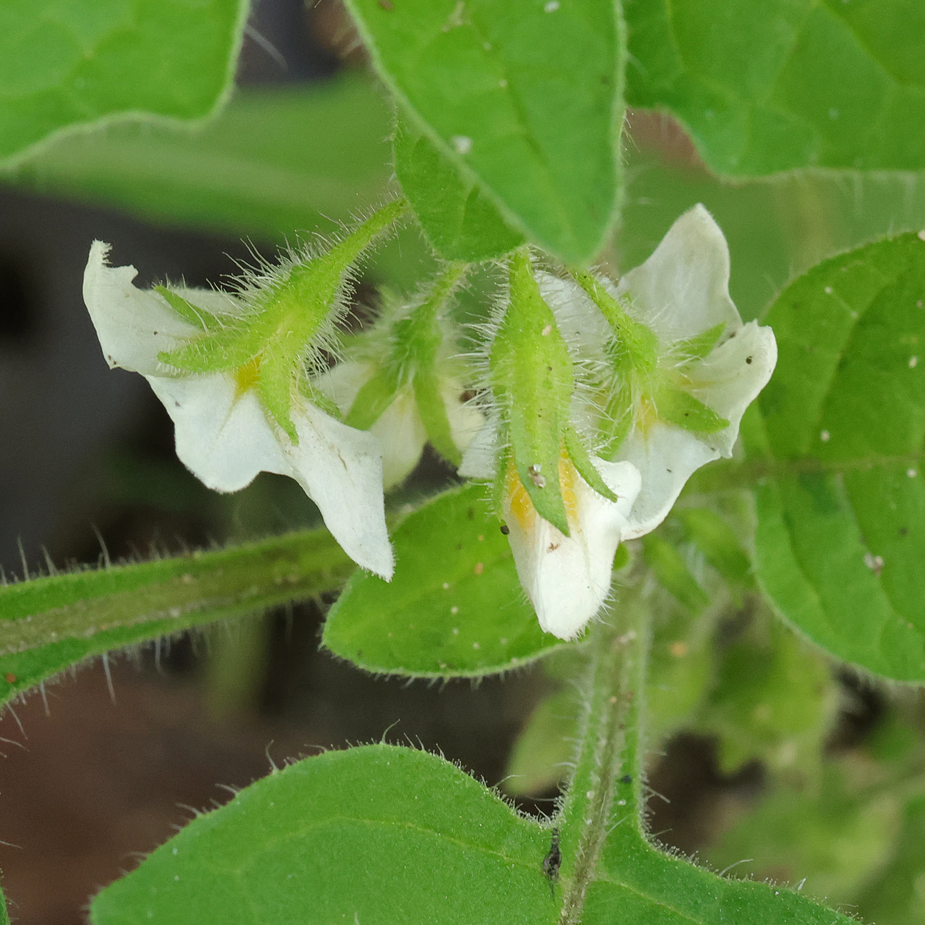 Solanum sarrachoides