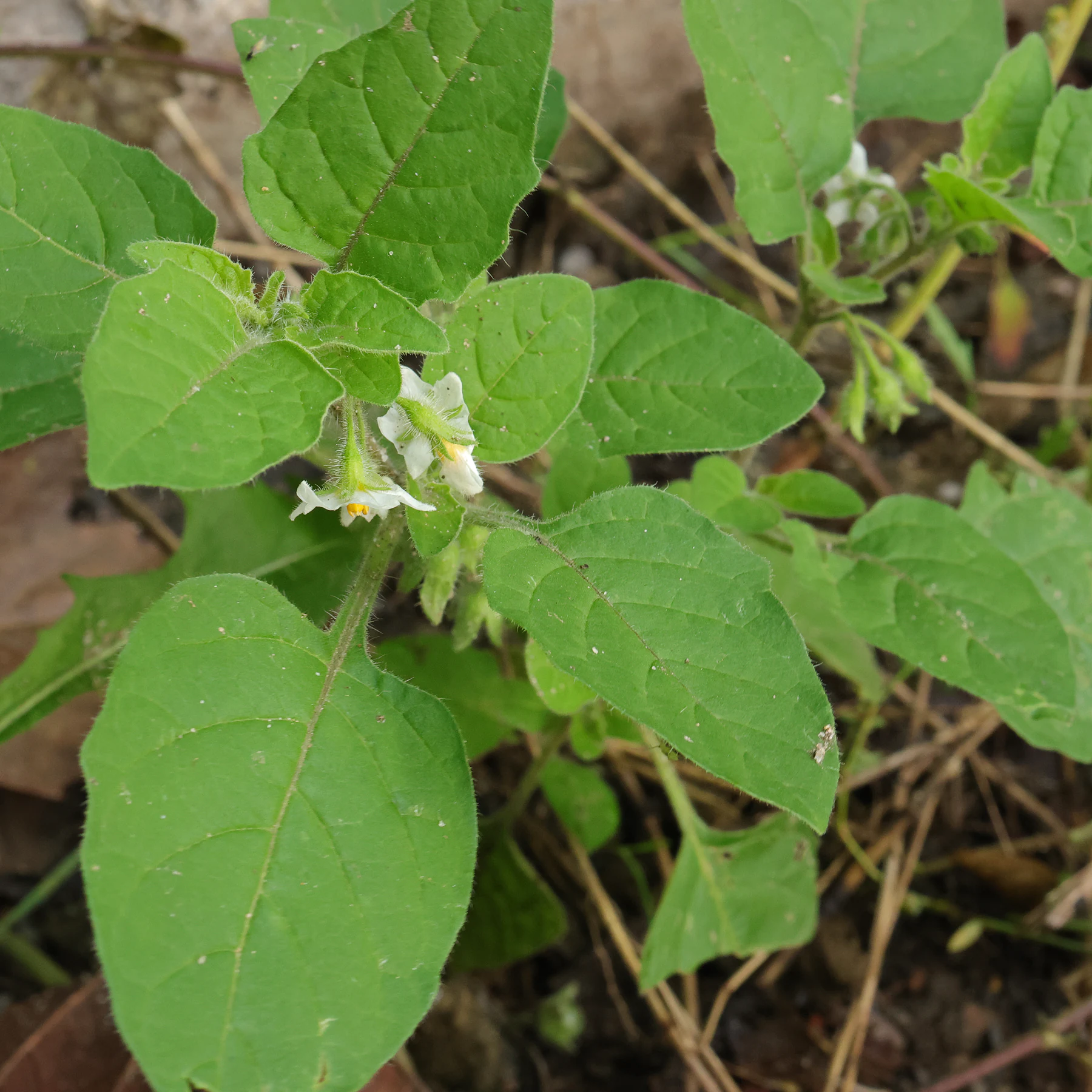 Solanum sarrachoides