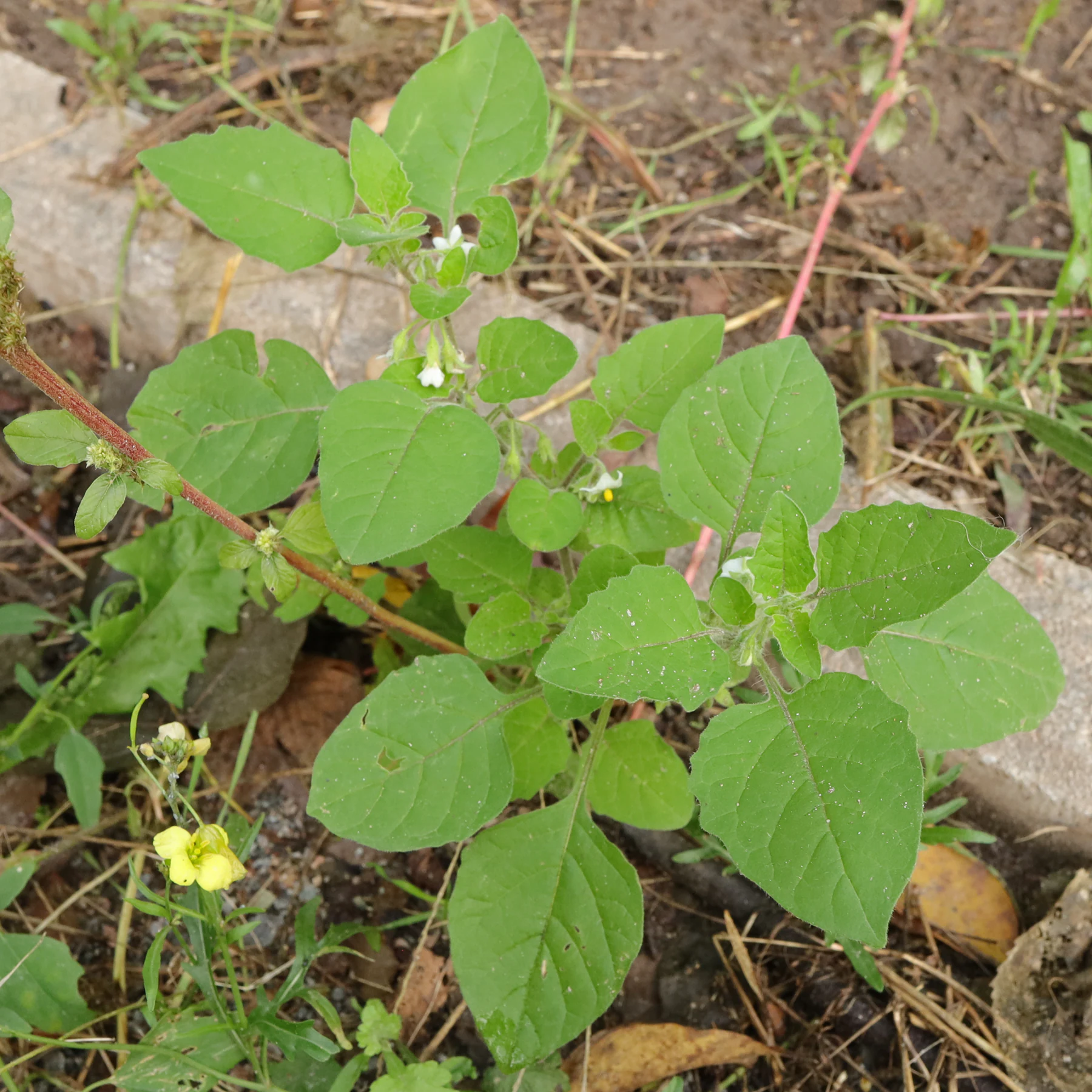 Solanum sarrachoides