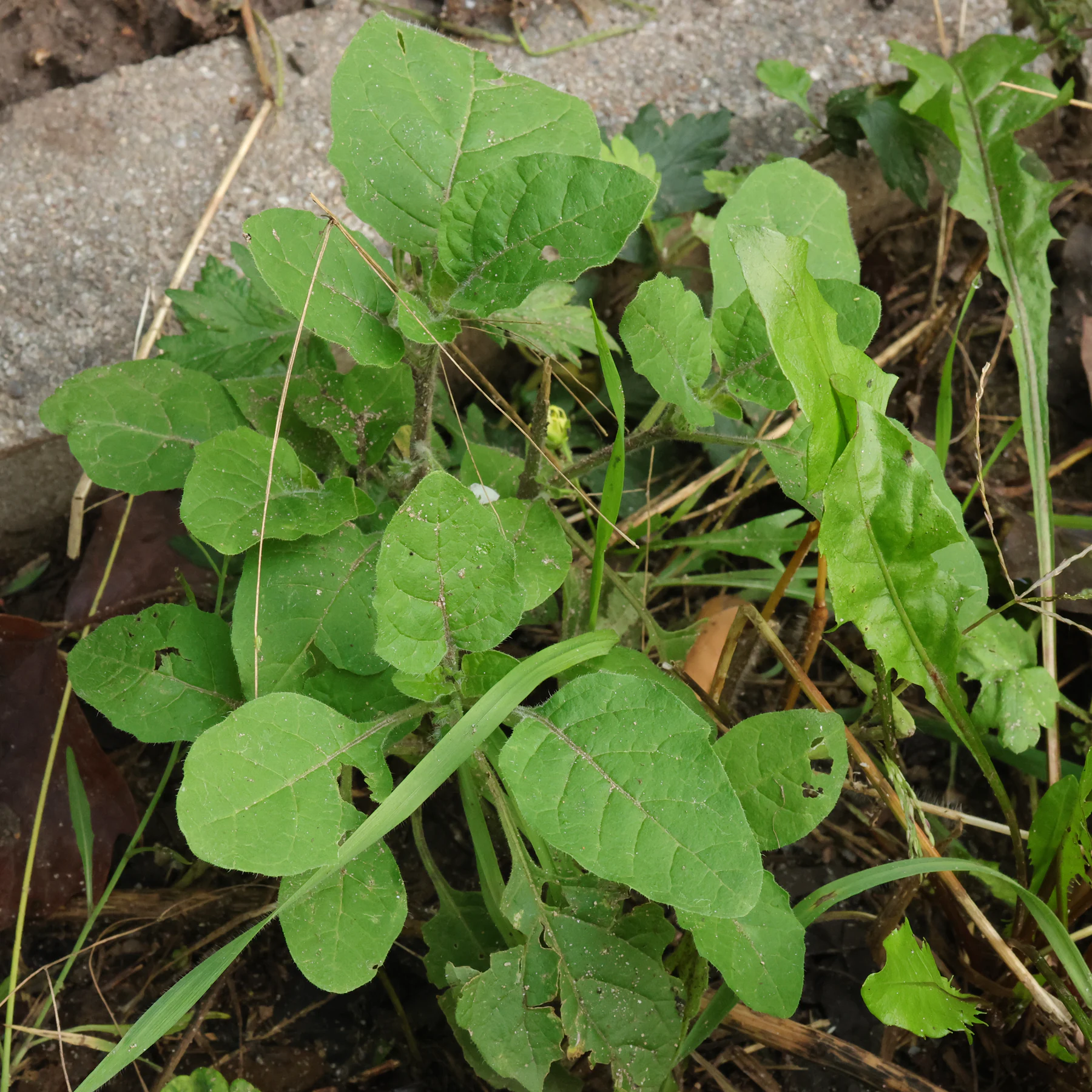 Solanum sarrachoides