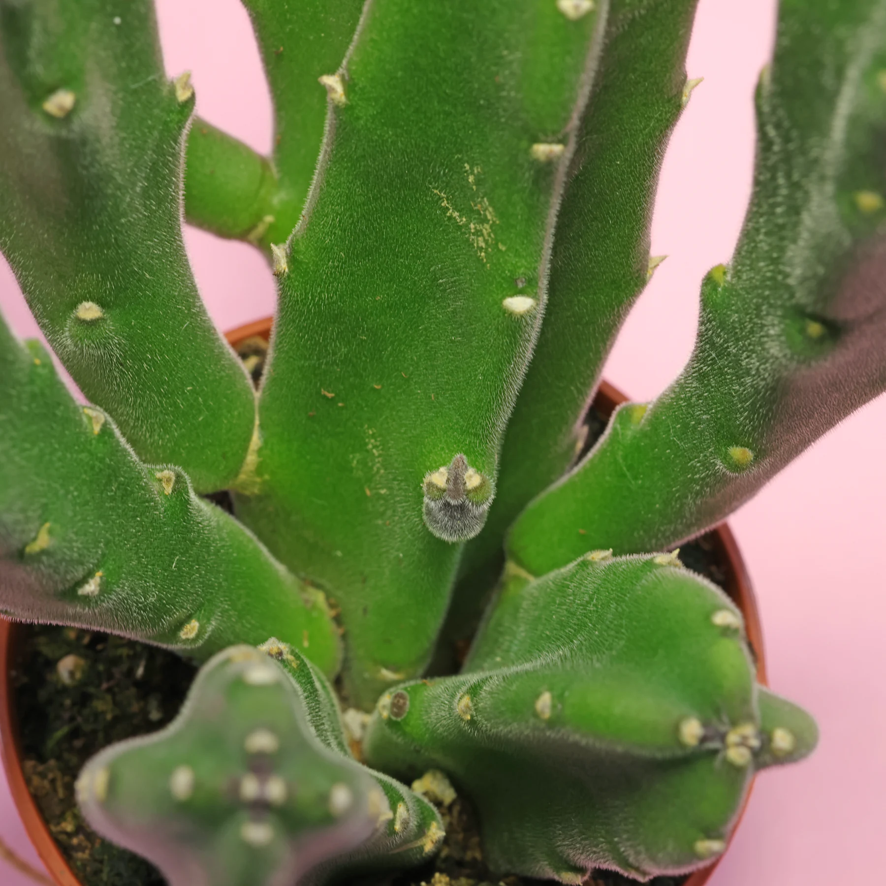 Stapelia gigantea