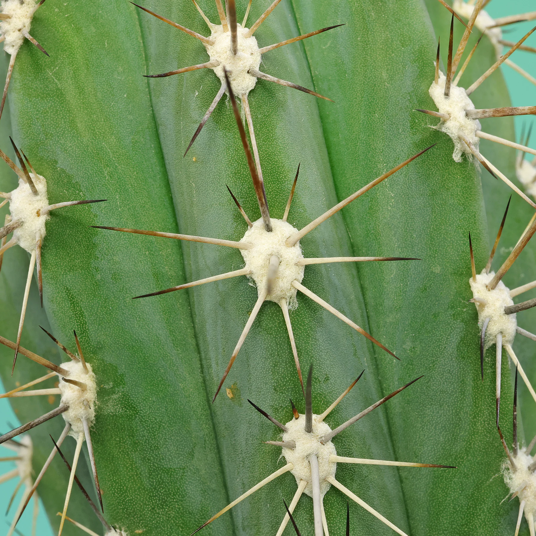 Stetsonia coryne