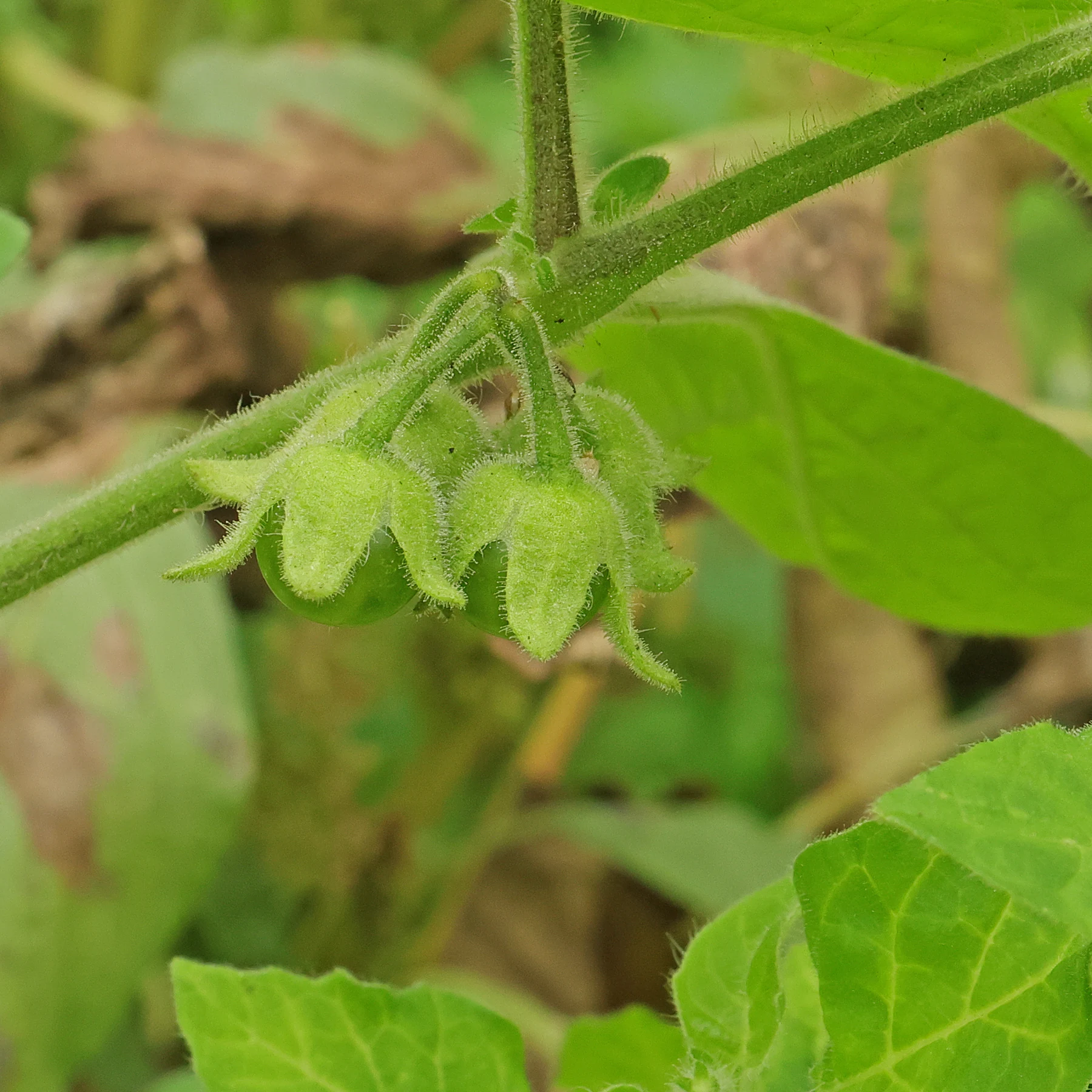 unripe berries Solanum sarrachoides