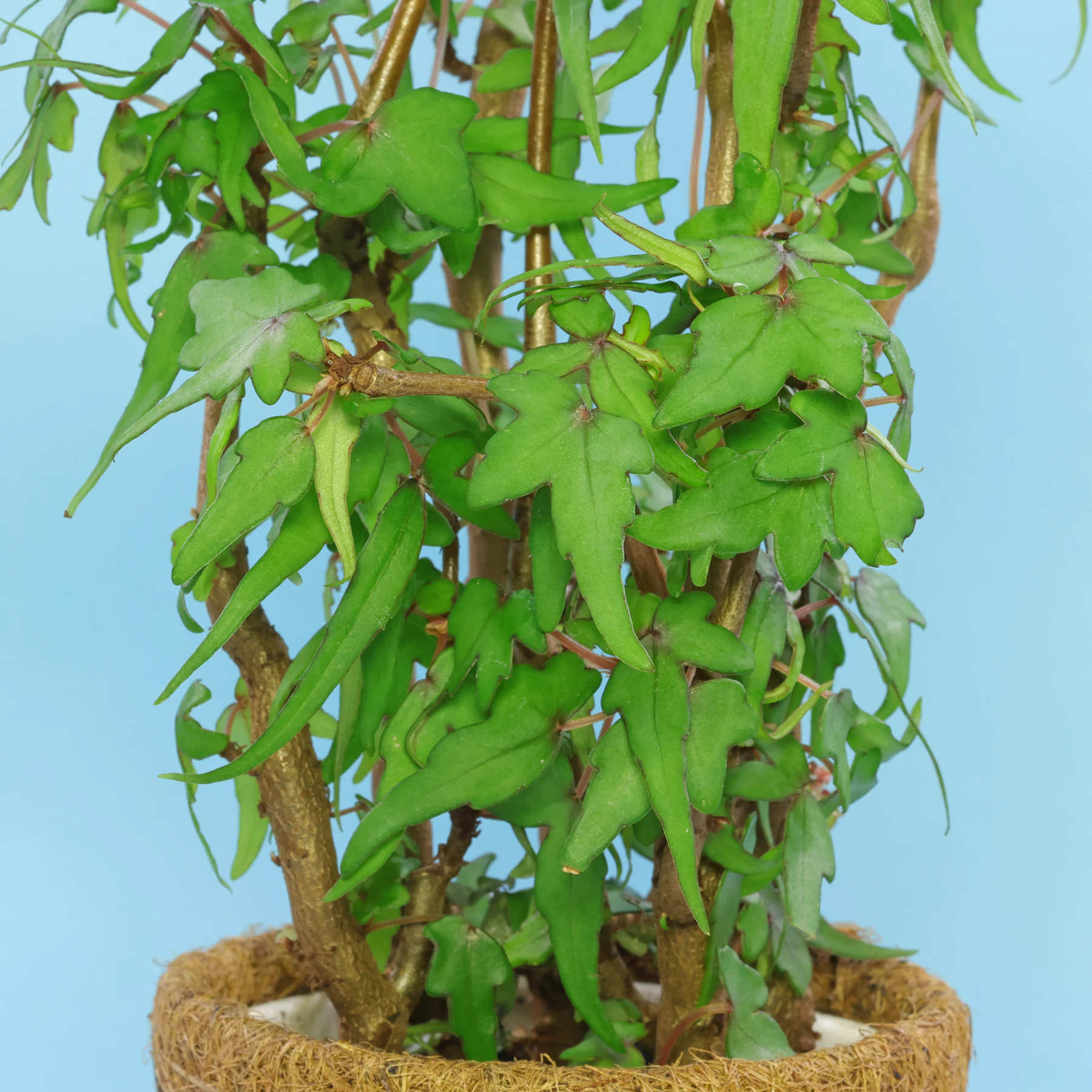 Begonia dregei