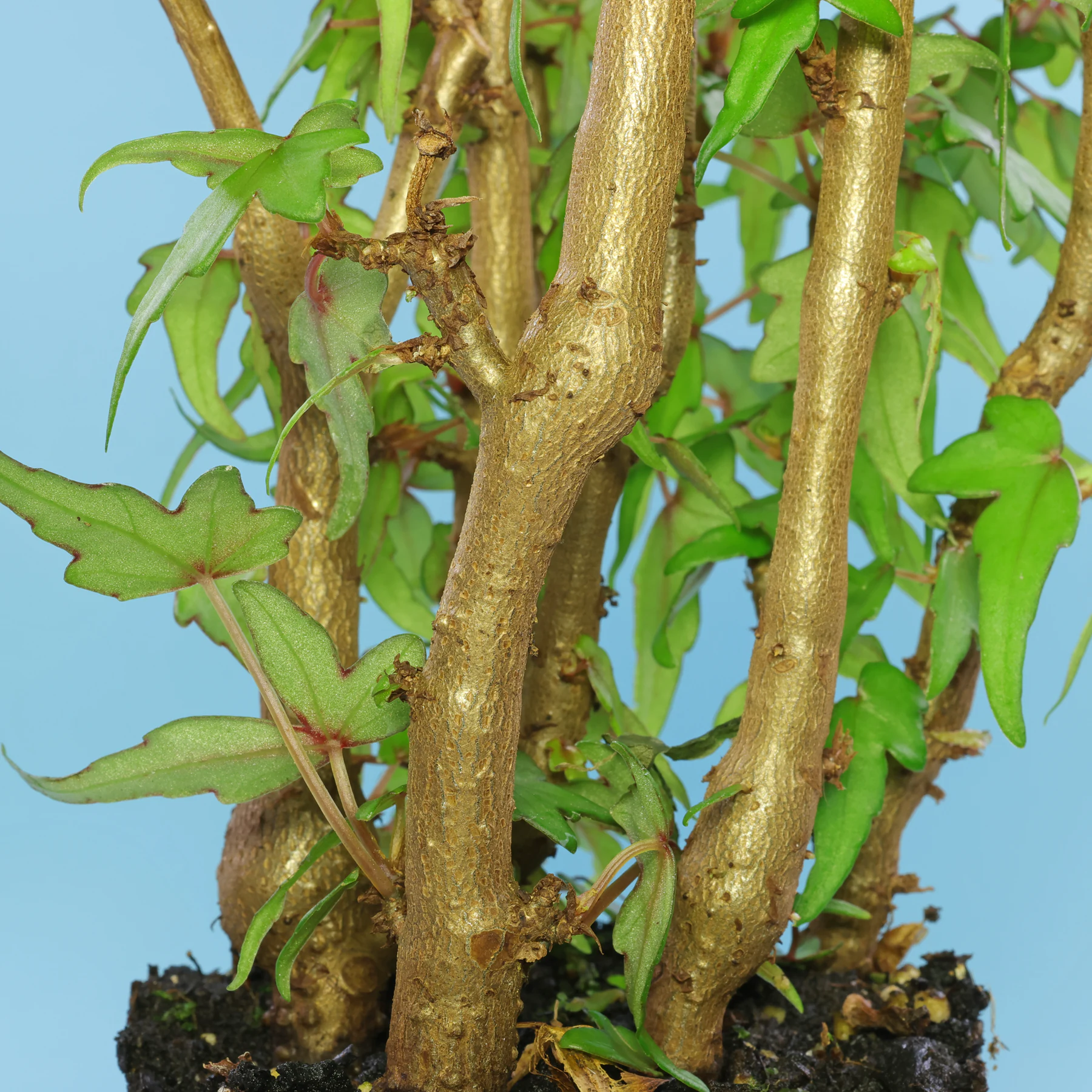 Begonia dregei