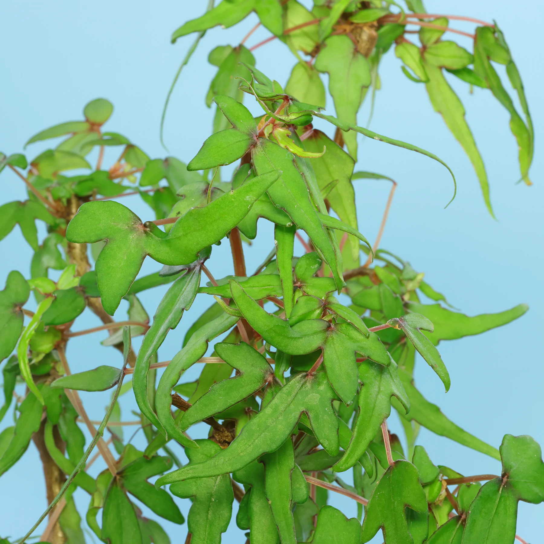 Begonia dregei